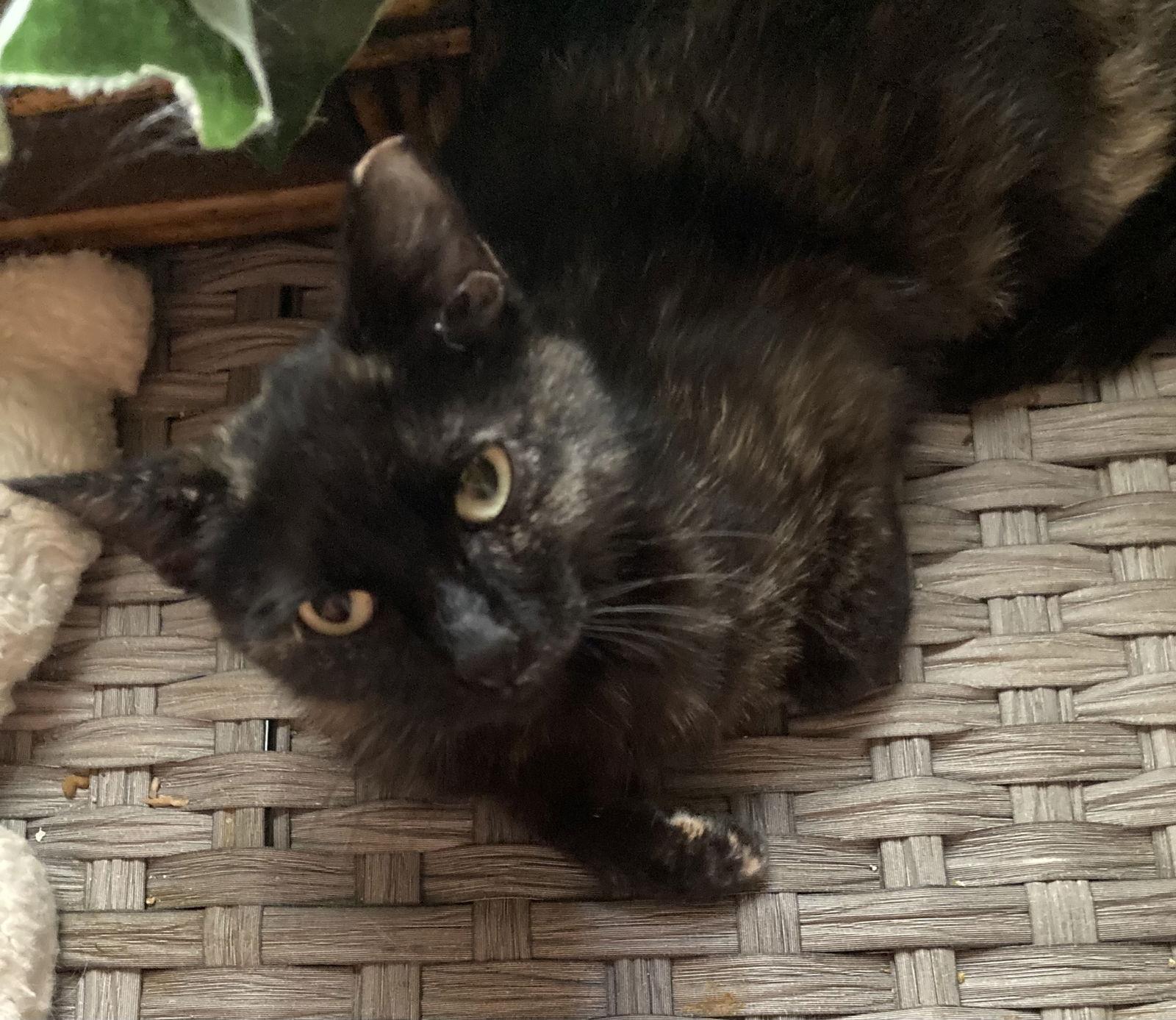 Enlarge Emerald Rose, a Adoptable Domestic Short Hair in Phoenix, AZ image 1/2