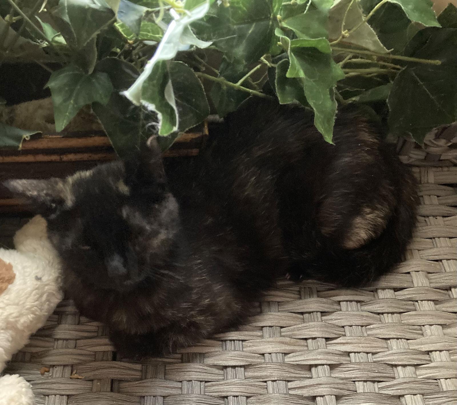 Enlarge Emerald Rose, a Adoptable Domestic Short Hair in Phoenix, AZ image 2/2