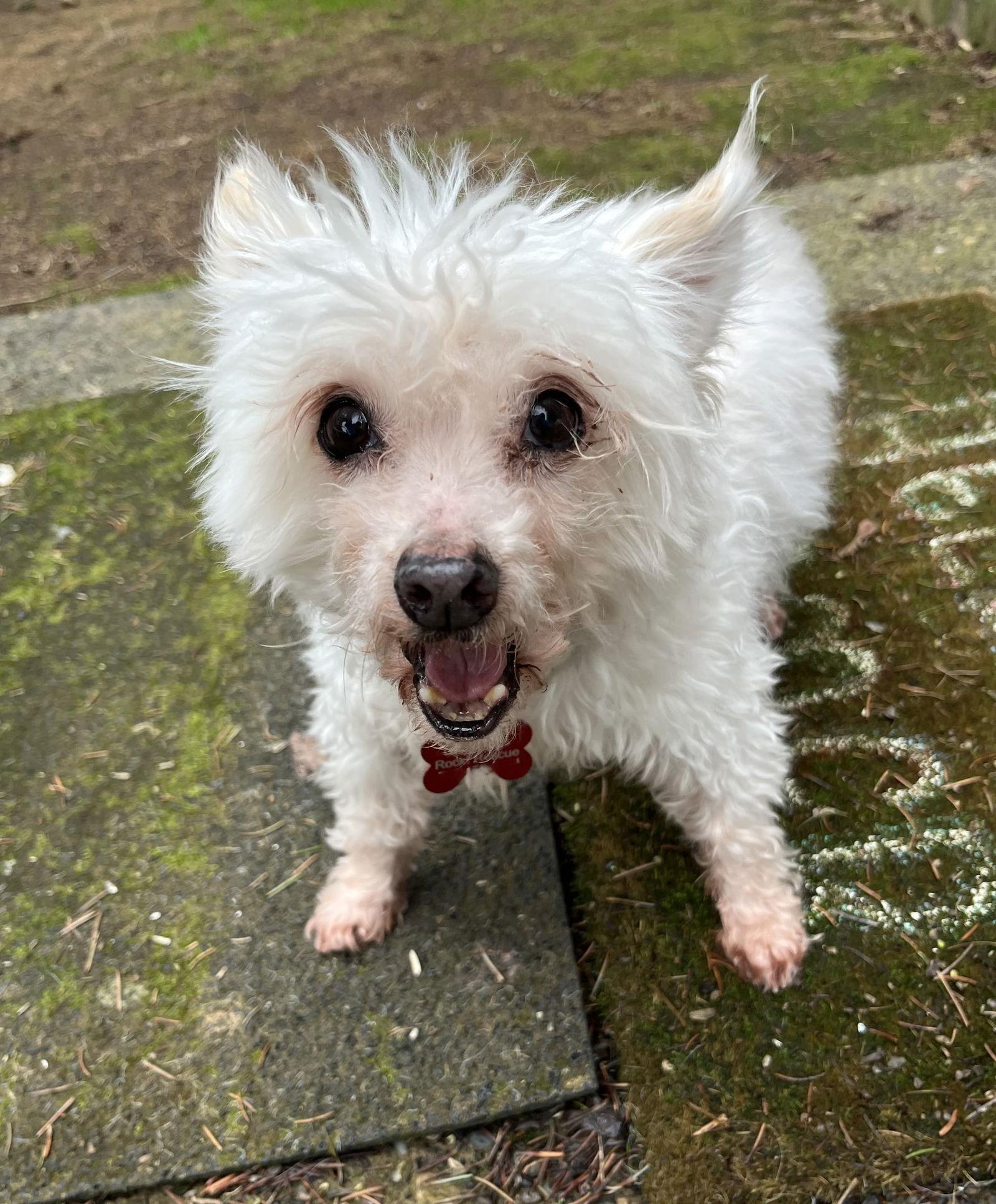 Pierre (bonded with Philippe), Adoptable, Senior Male Maltese & Poodle.