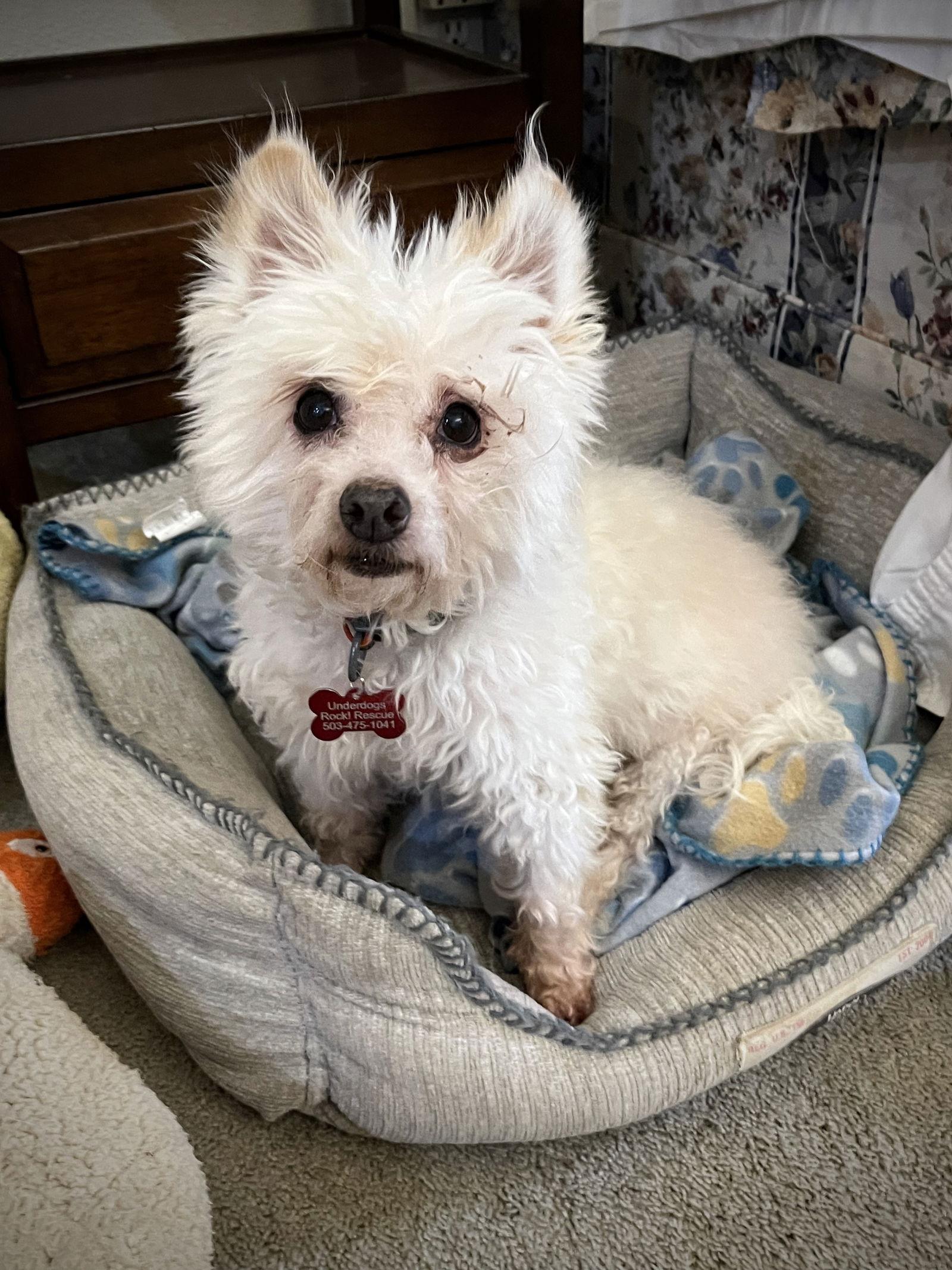 Enlarge Pierre (bonded with Philippe), a Adoptable mixed breed in Portland, OR image 2/3