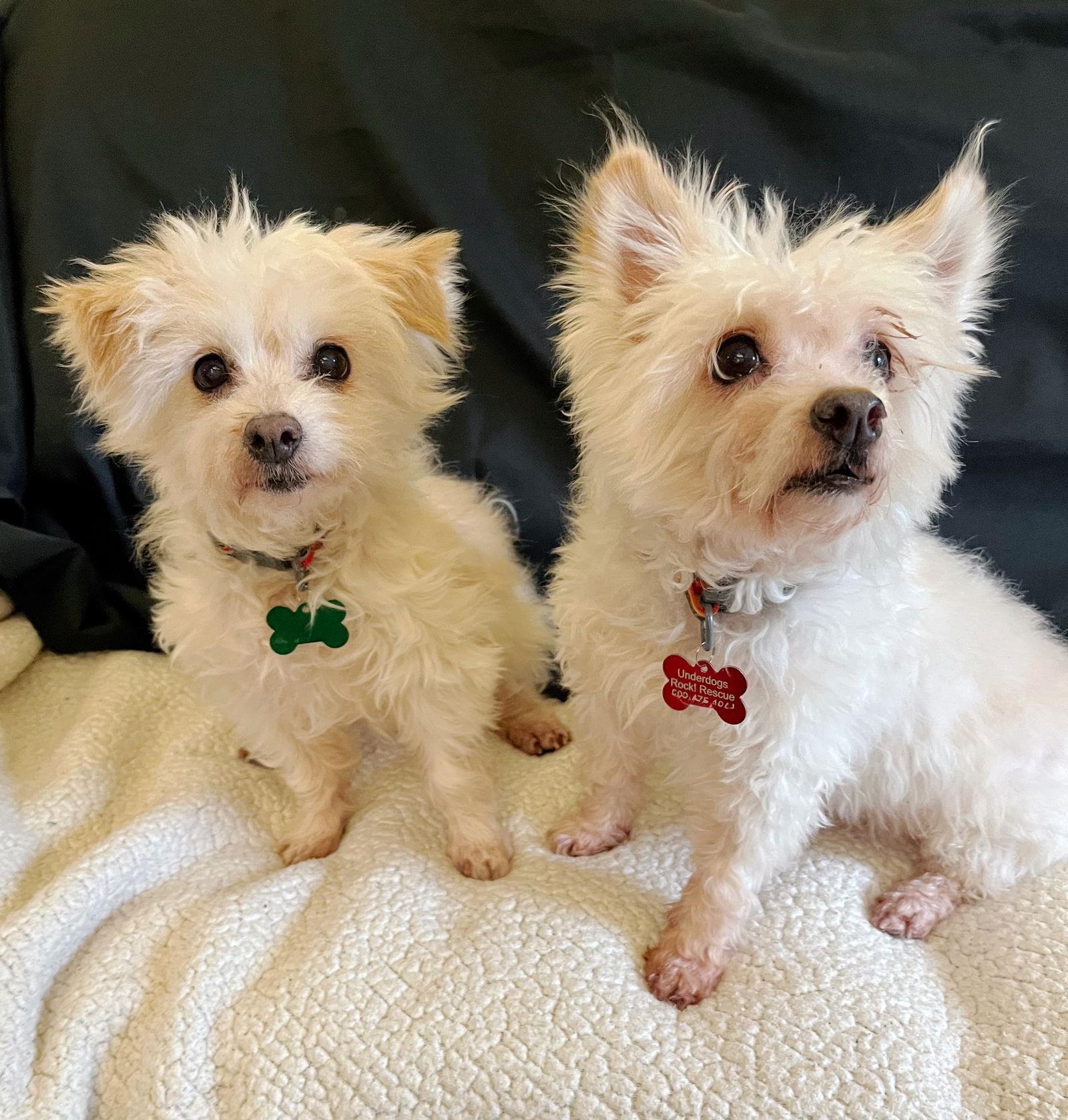 Enlarge Pierre (bonded with Philippe), a Adoptable mixed breed in Portland, OR image 3/3