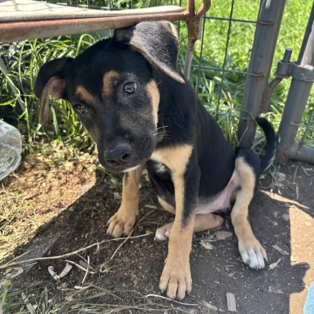 Enlarge Venus, a Adoptable mixed breed in Marengo, IL image 1/6