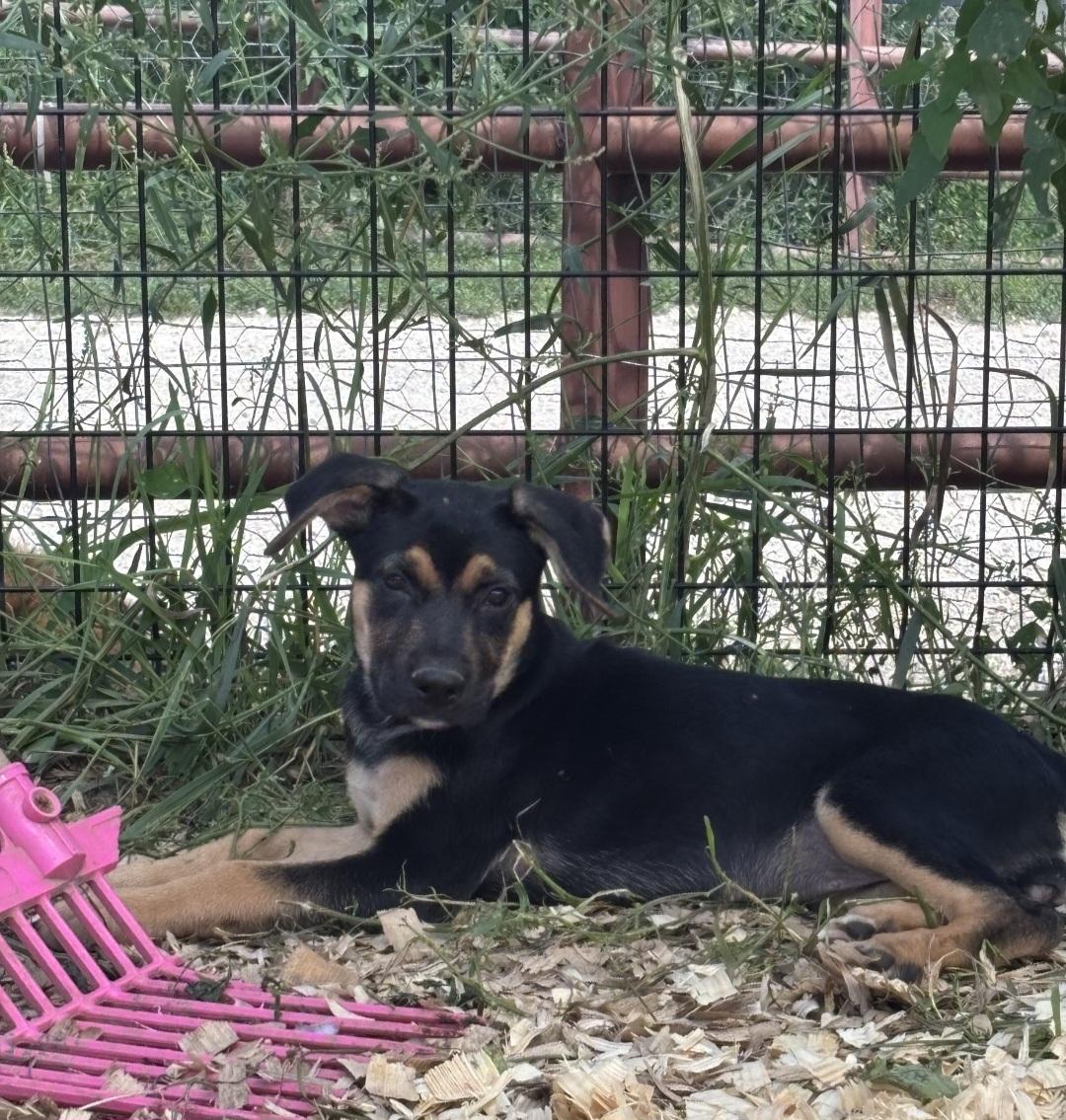 Enlarge Venus, a ADOPTABLE mixed breed in Marengo, IL image 2/5