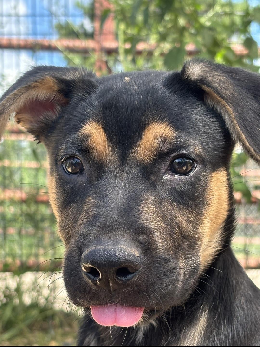 Venus, ADOPTABLE, Puppy Female Mixed Breed & Retriever.