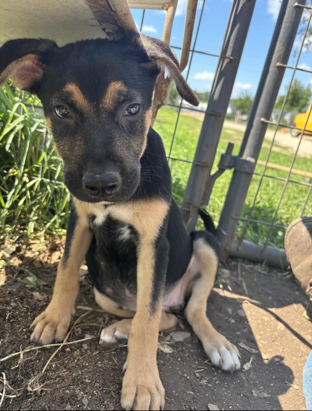 Enlarge Venus, a ADOPTABLE mixed breed in Marengo, IL image 3/5