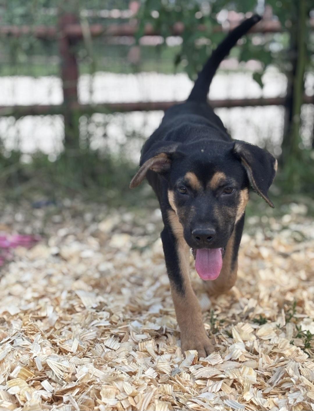 Enlarge Venus, a ADOPTABLE mixed breed in Marengo, IL image 4/5