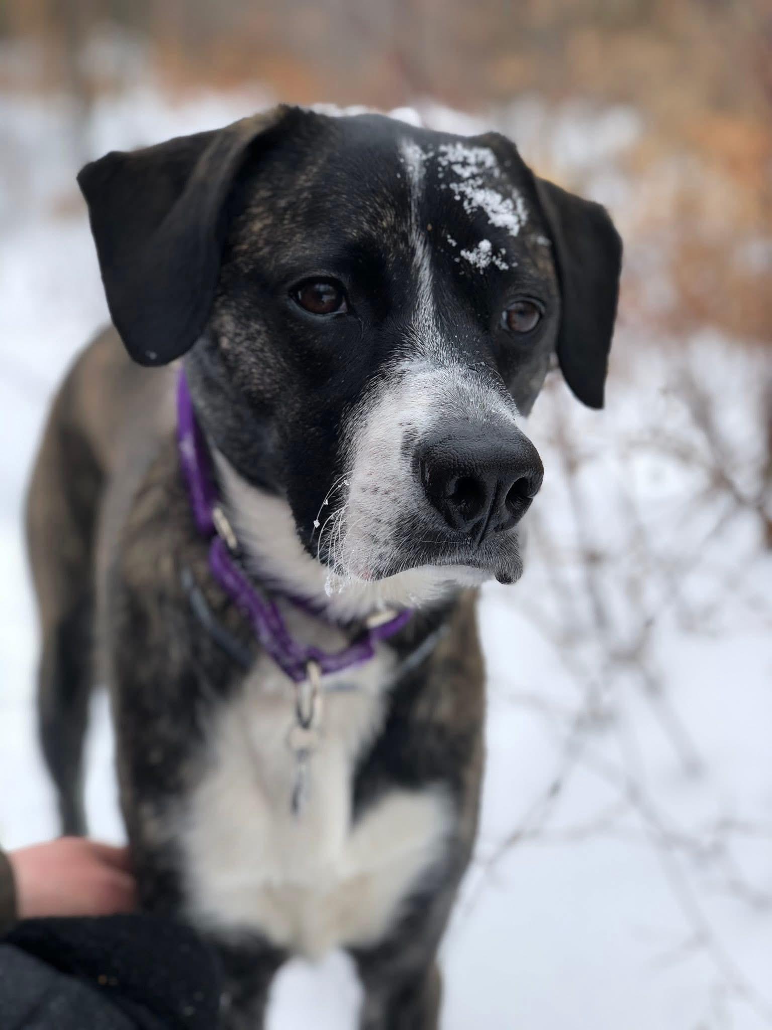 Zuki, Adopted, Adult Female Boxer & Bloodhound.