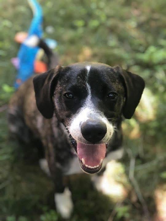 Zuki, a Adopted mixed breed in Rockland, MA image 2/5