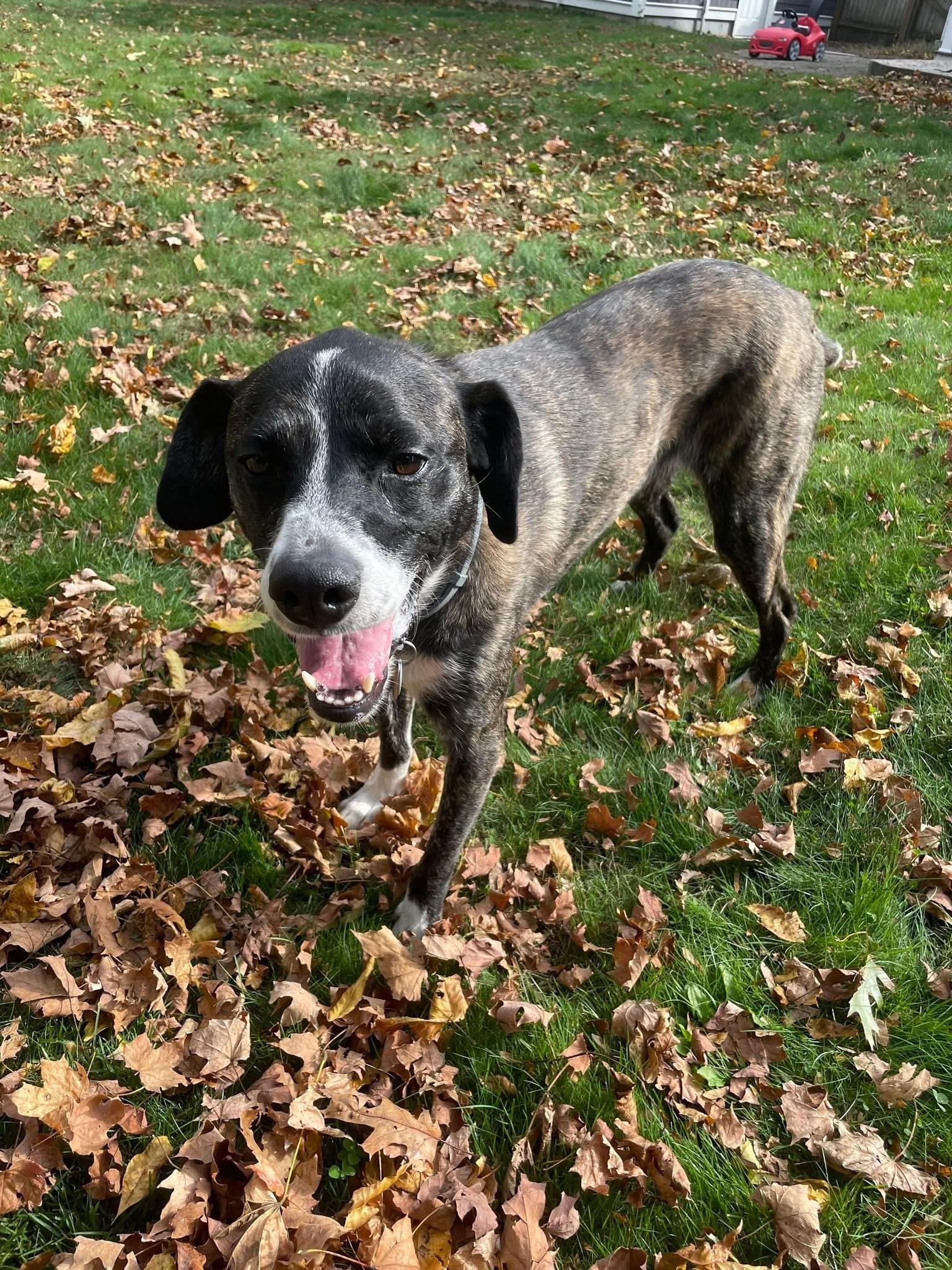 Zuki, a Adopted mixed breed in Rockland, MA image 3/5