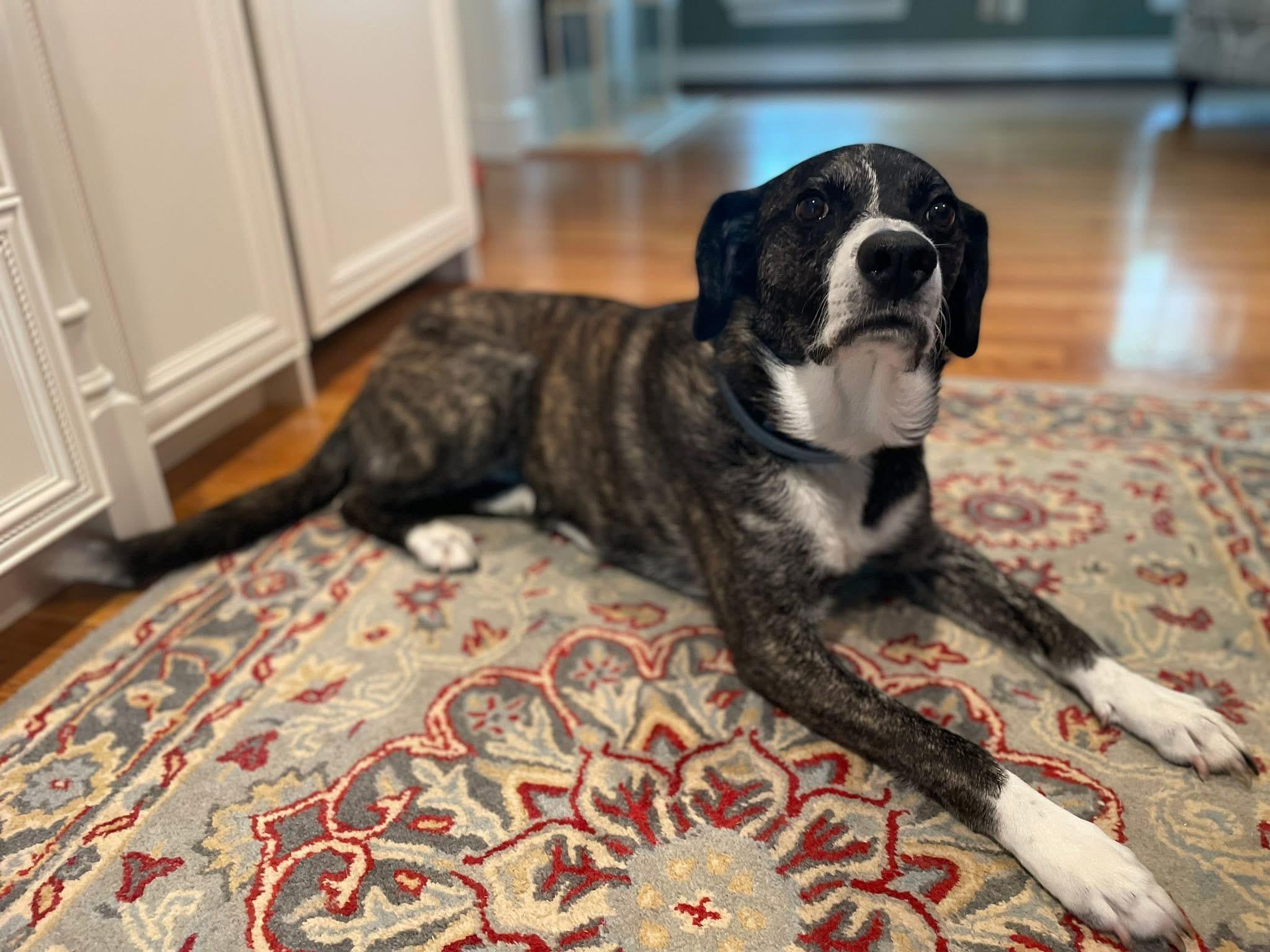 Zuki, a Adopted mixed breed in Rockland, MA image 5/5