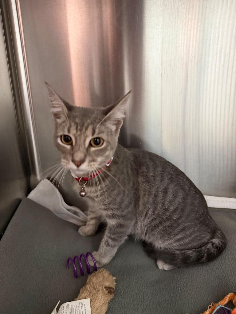 Enlarge Radish Spirit (Mr. Binx), a Adoptable mixed breed in Cape Coral, FL image 1/1