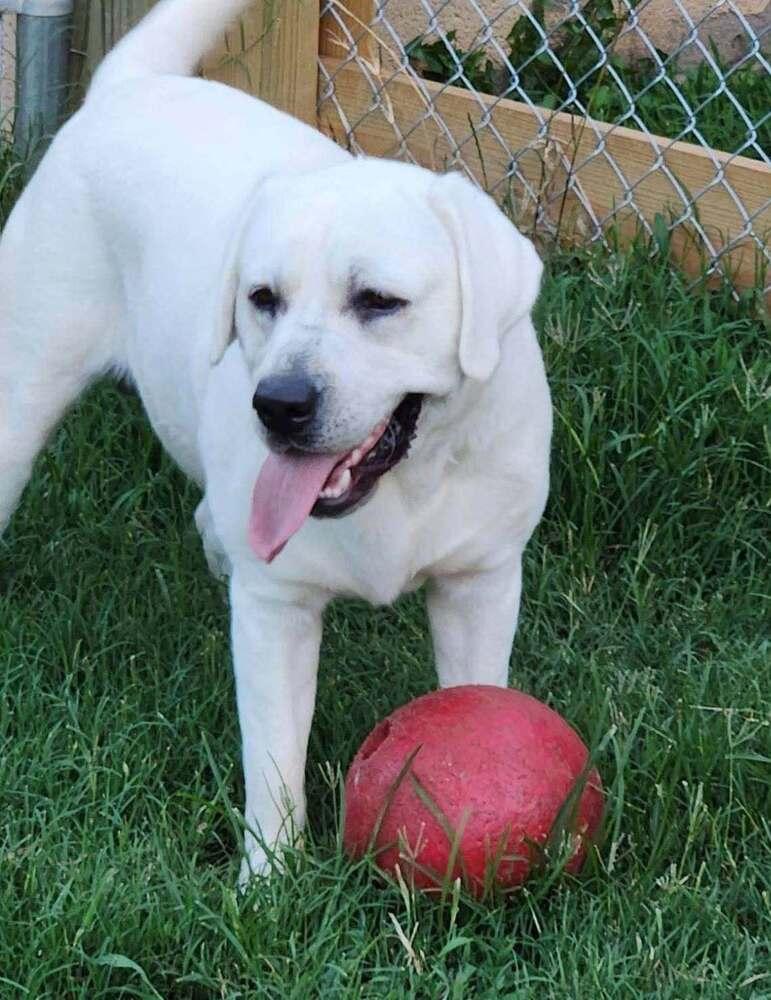Alderaan, Adoptable, Adult Male Labrador Retriever.