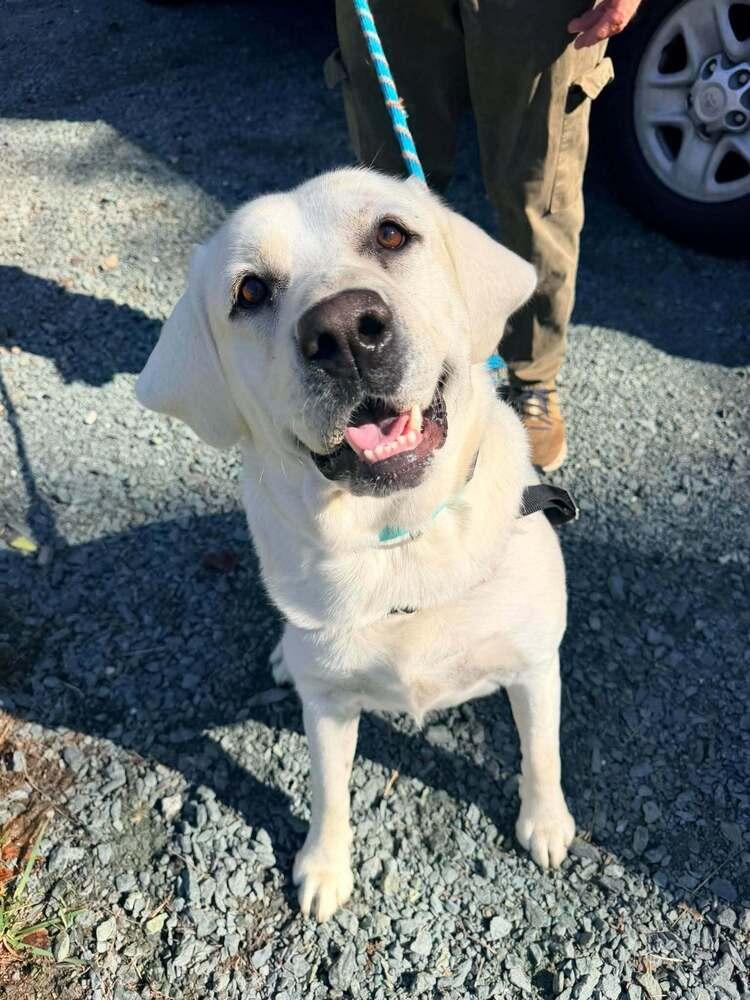 Enlarge Alderaan, a Adoptable Labrador Retriever in Troy, VA image 2/4