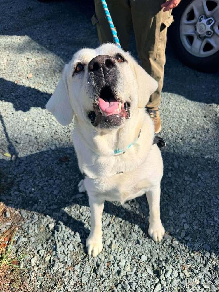 Enlarge Alderaan, a Adoptable Labrador Retriever in Troy, VA image 3/4