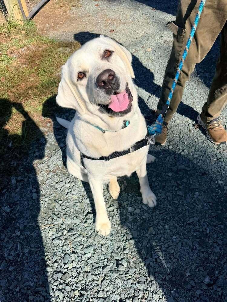 Enlarge Alderaan, a Adoptable Labrador Retriever in Troy, VA image 4/4