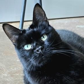 Midnight, Senior Female Domestic Short Hair