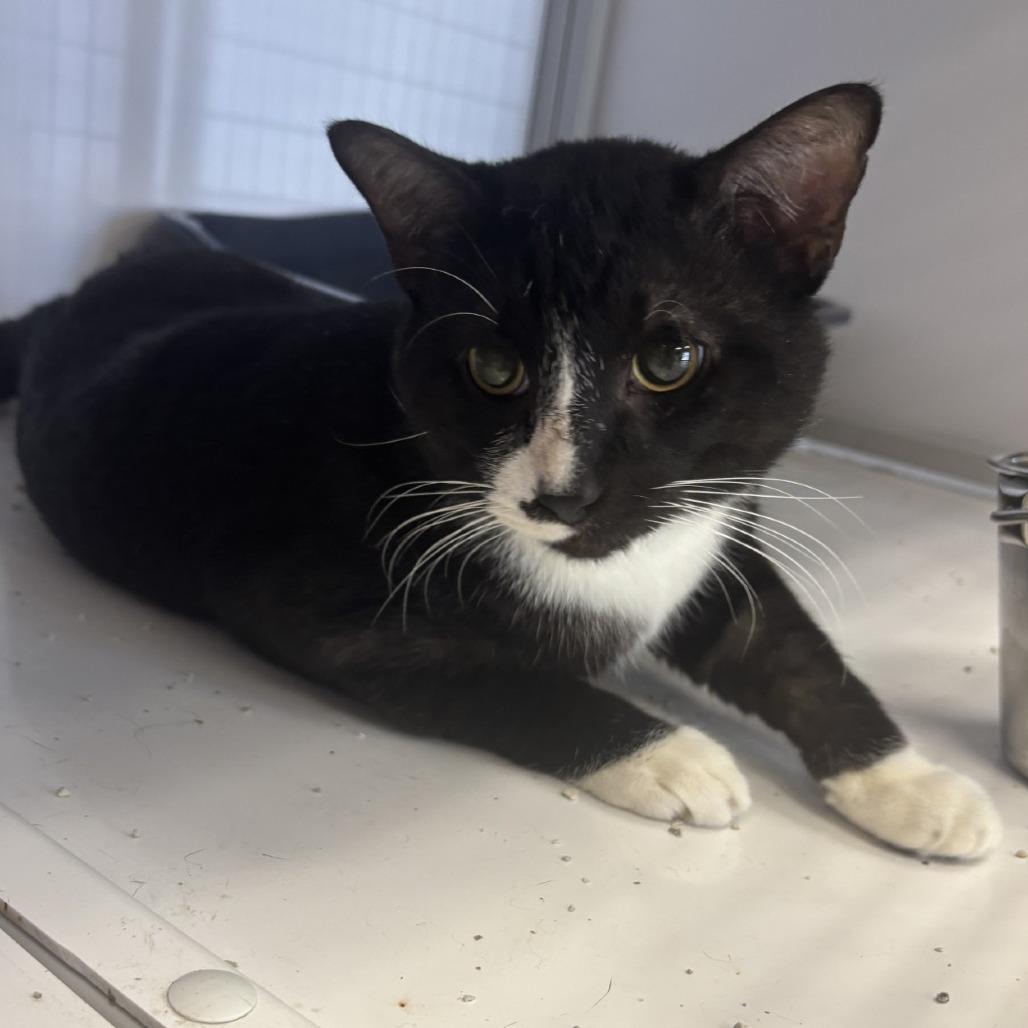 Enlarge Goober, a Adoptable Domestic Short Hair in Houston, TX image 1/2