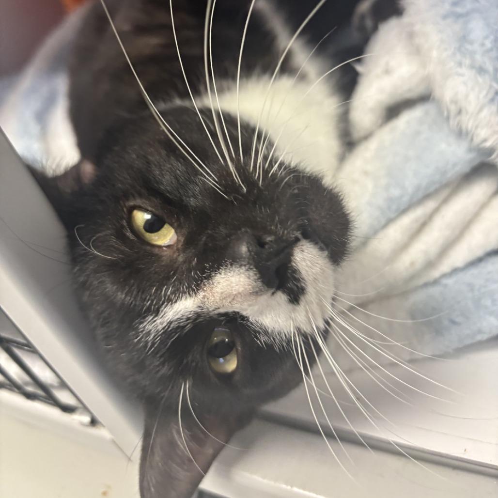 Enlarge Goober, a Adoptable Domestic Short Hair in Houston, TX image 2/2