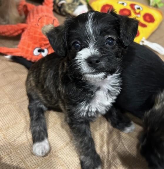 Enlarge The Valentine Puppies, an adopted mixed breed in Closter, NJ image 2/6