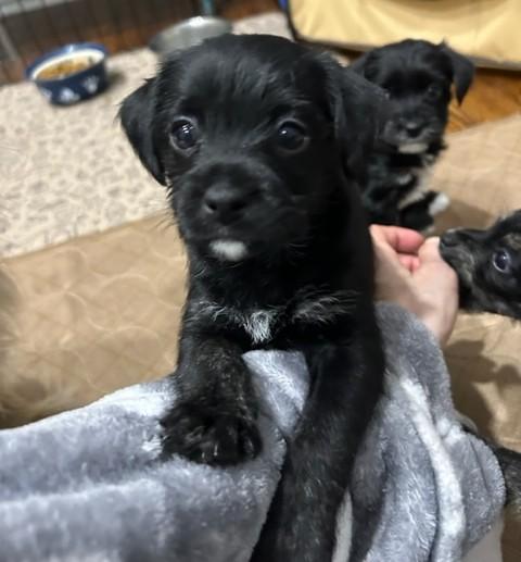 Enlarge The Valentine Puppies, an adopted mixed breed in Closter, NJ image 3/6