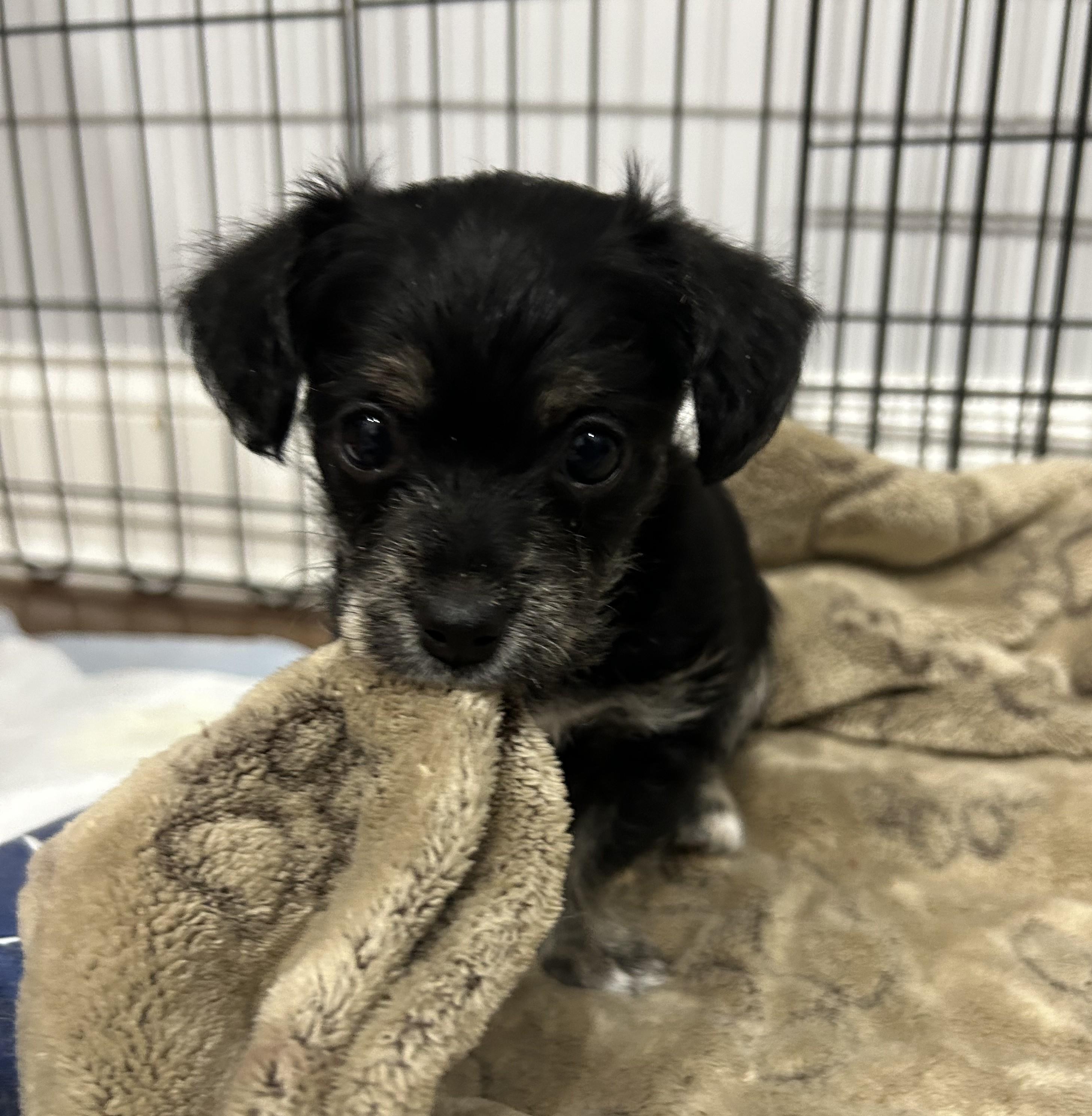 Enlarge The Valentine Puppies, an adopted mixed breed in Closter, NJ image 4/6