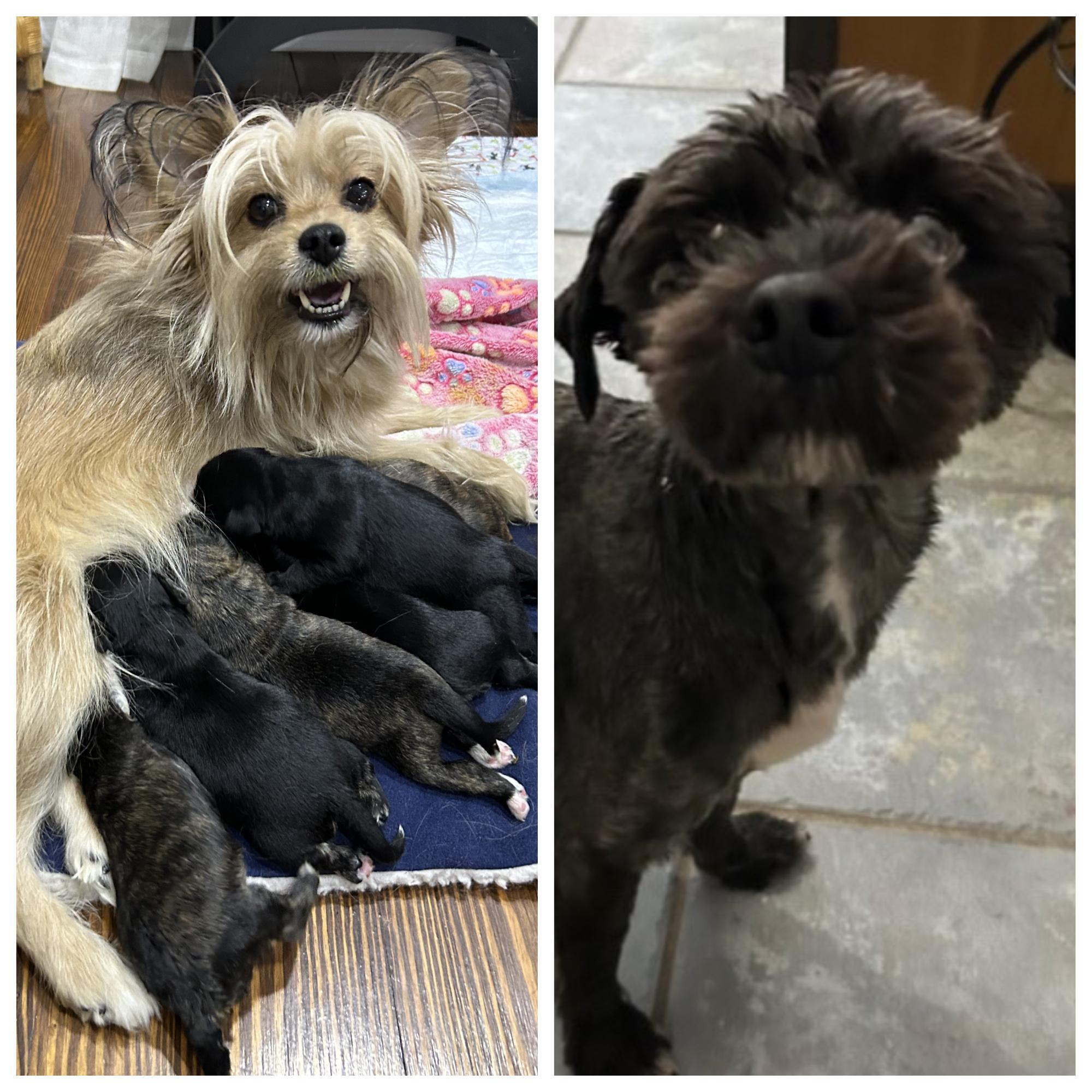 Enlarge The Valentine Puppies, an adopted mixed breed in Closter, NJ image 5/6