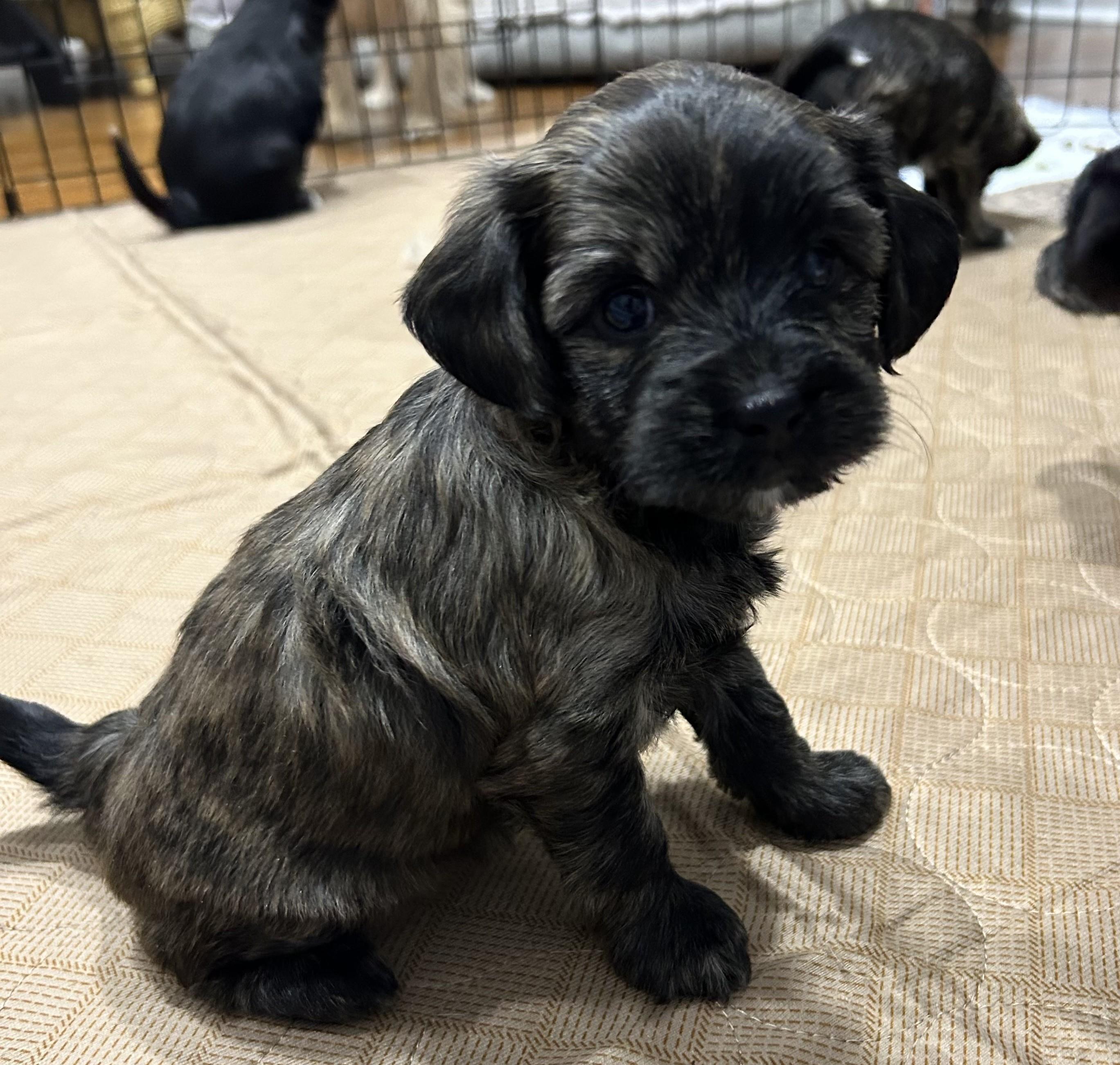 Enlarge The Valentine Puppies, an adopted mixed breed in Closter, NJ image 6/6