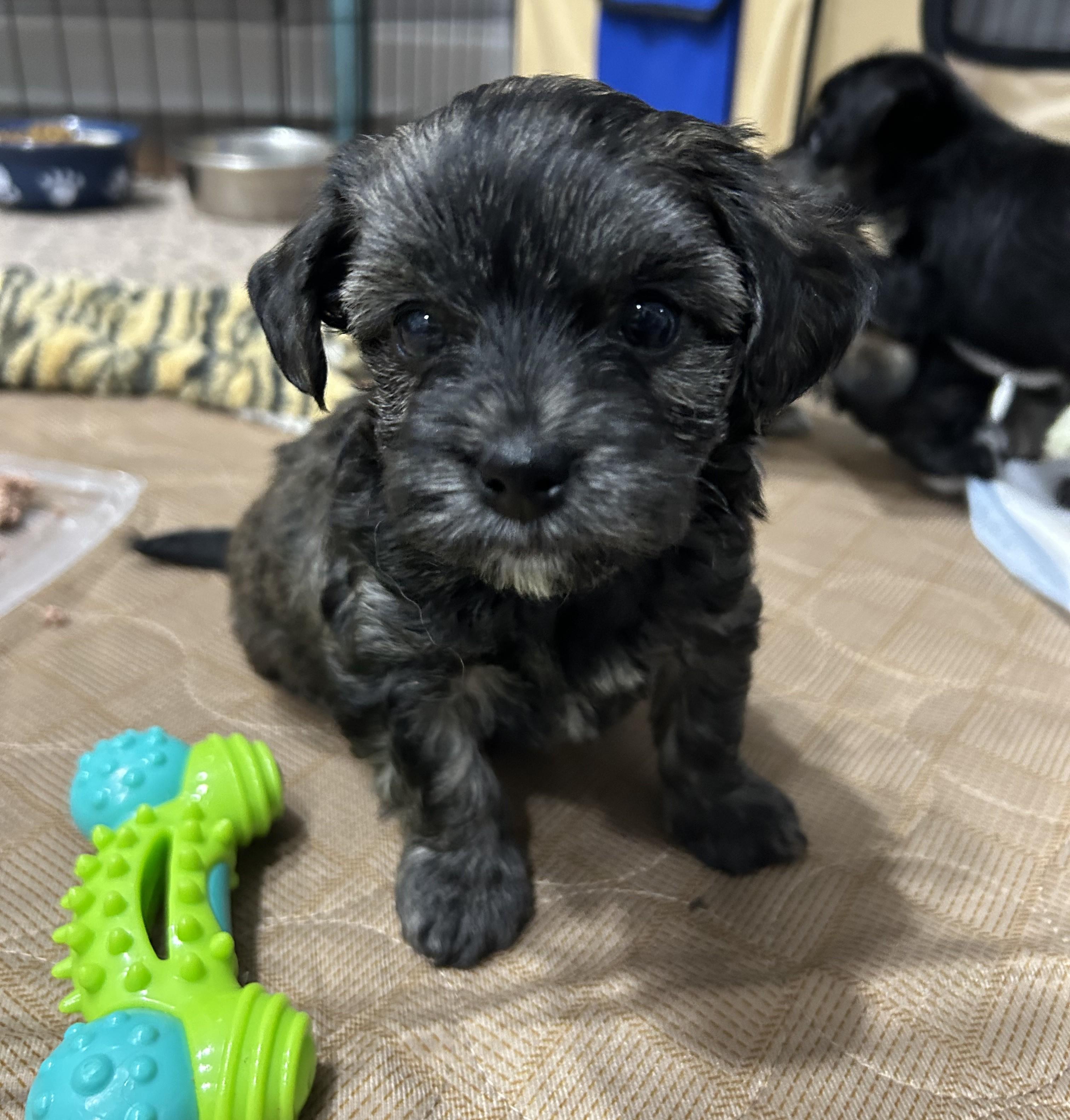 Enlarge The Valentine Puppies, an adopted mixed breed in Closter, NJ image 1/6