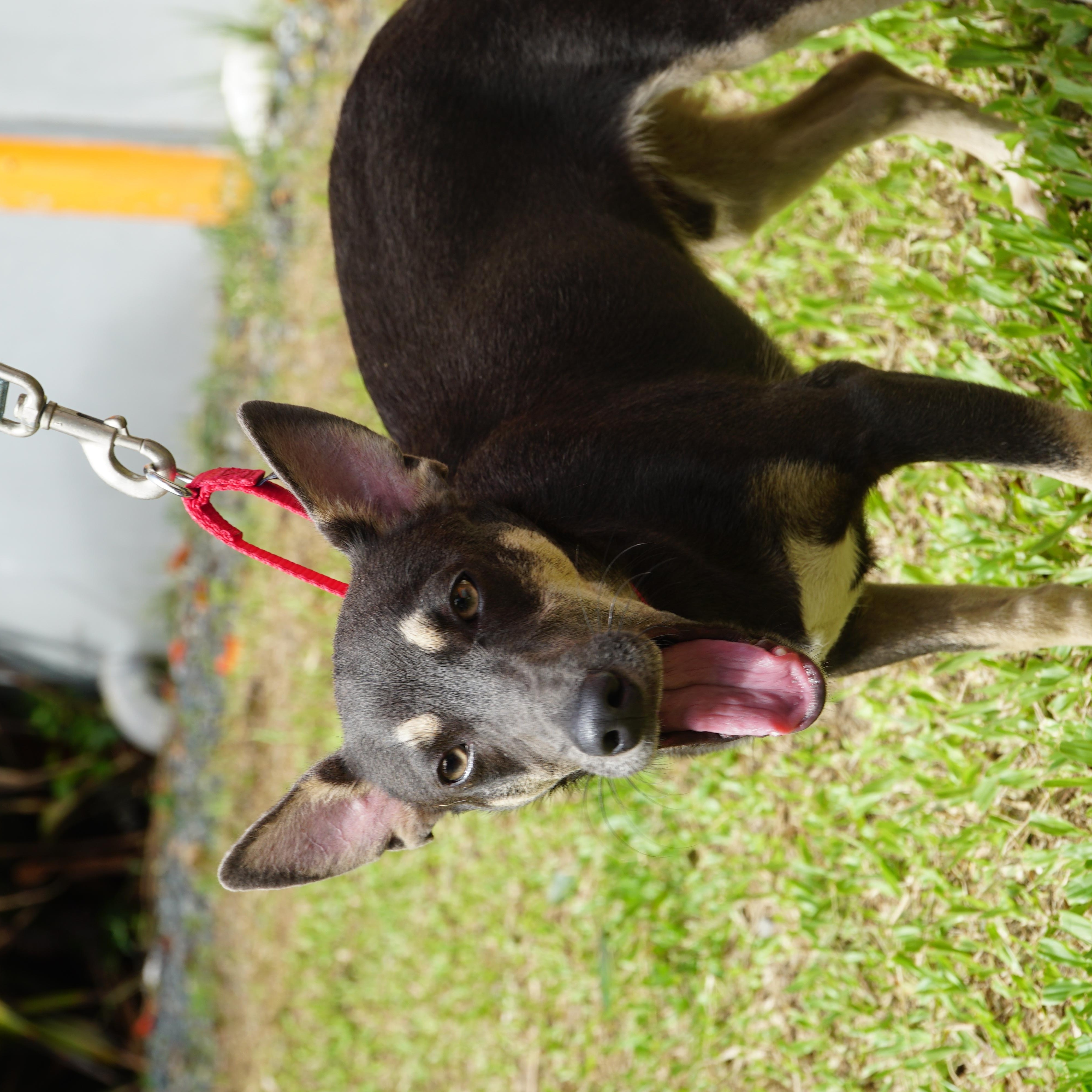 Maverick , a ADOPTABLE mixed breed in New York, NY image 2/3
