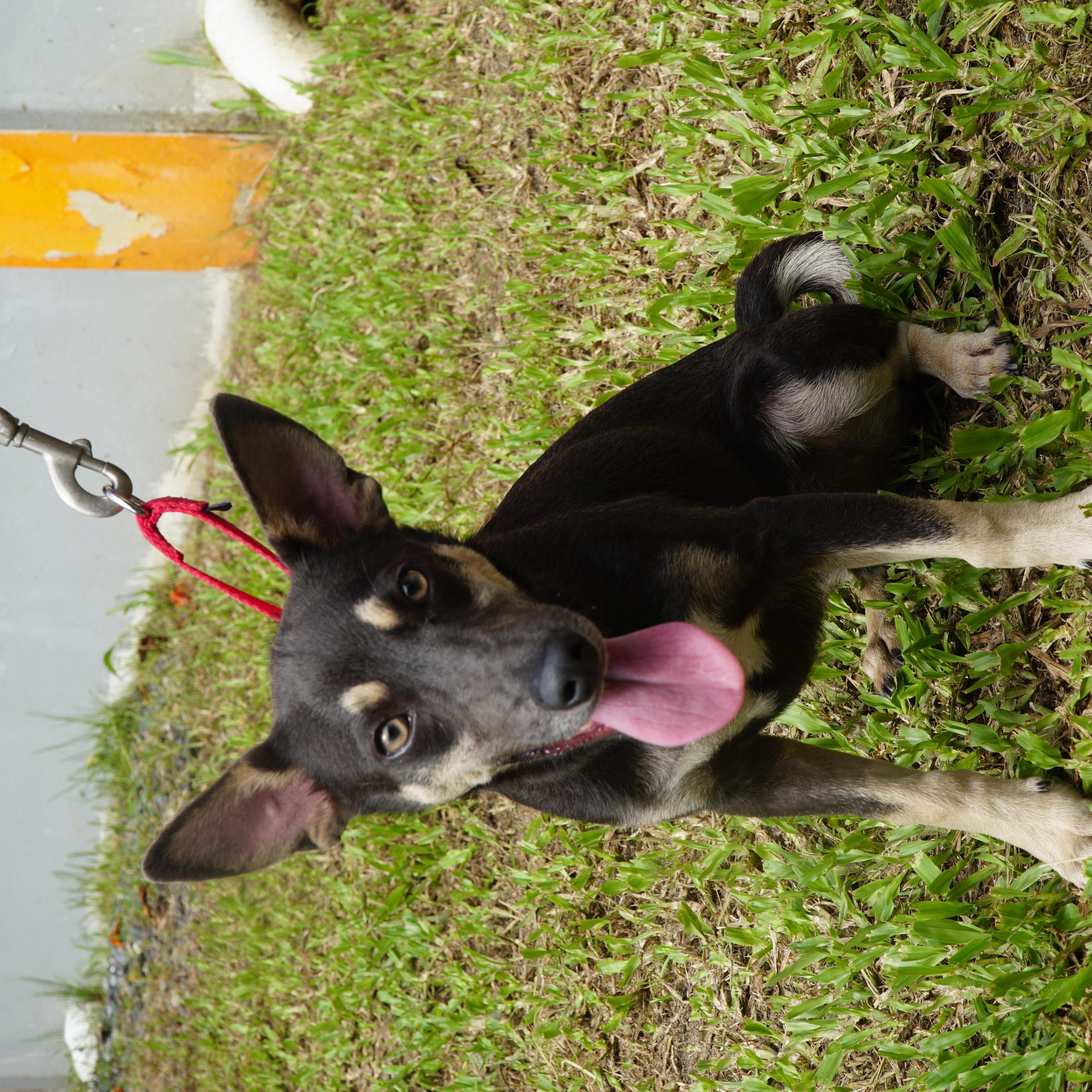 Maverick , a ADOPTABLE mixed breed in New York, NY image 3/3