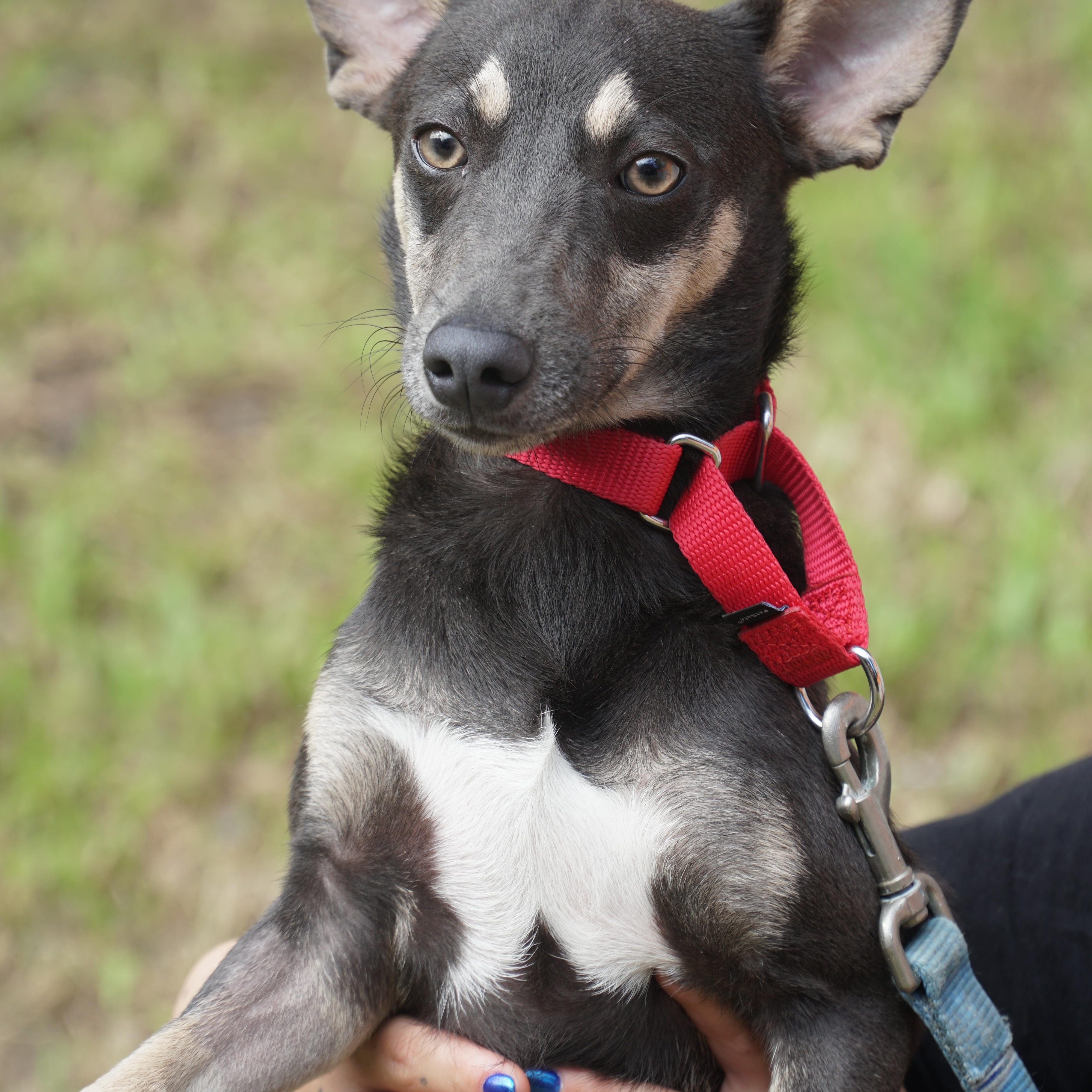 Maverick , a ADOPTABLE mixed breed in New York, NY image 1/3
