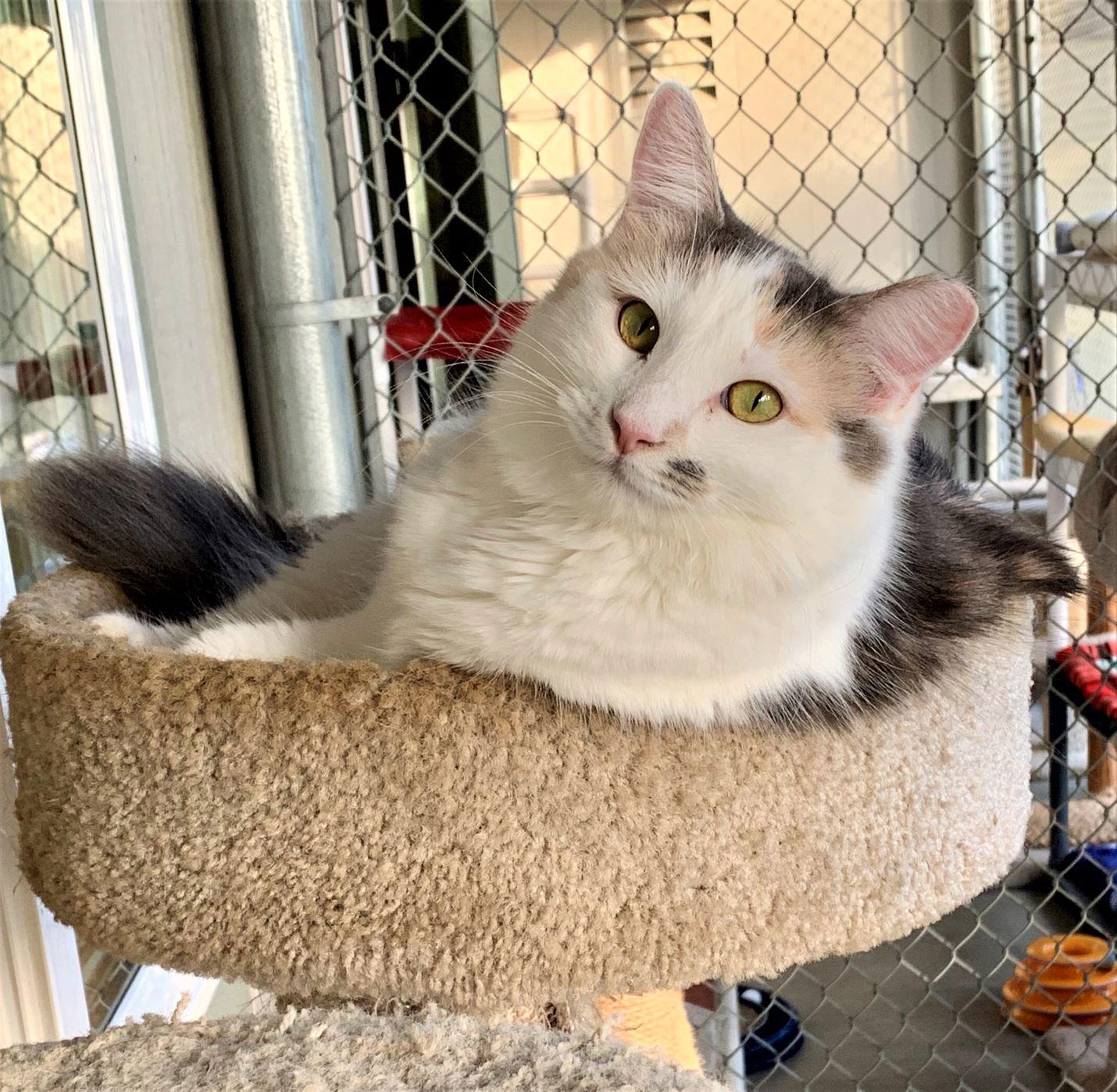 Angelique, Adoptable, Adult Female Domestic Long Hair.