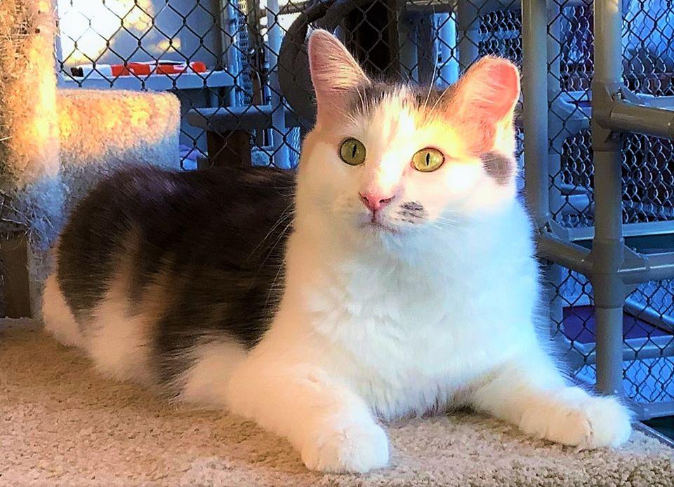 Angelique, a Adoptable Domestic Long Hair in Seal Beach, CA image 2/6