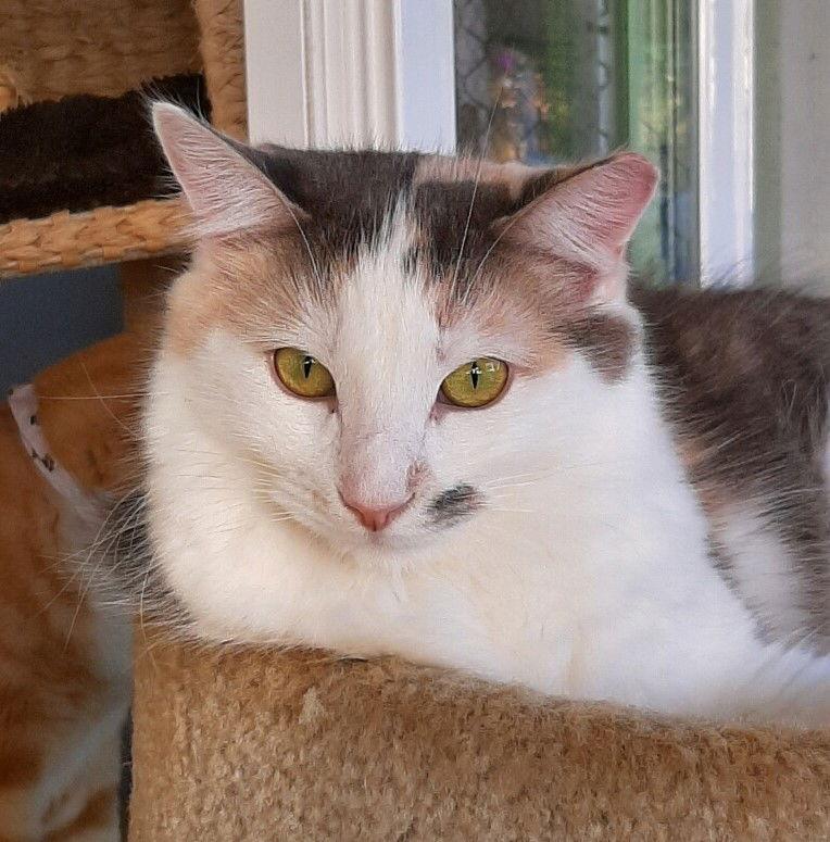 Angelique, a Adoptable Domestic Long Hair in Seal Beach, CA image 3/6