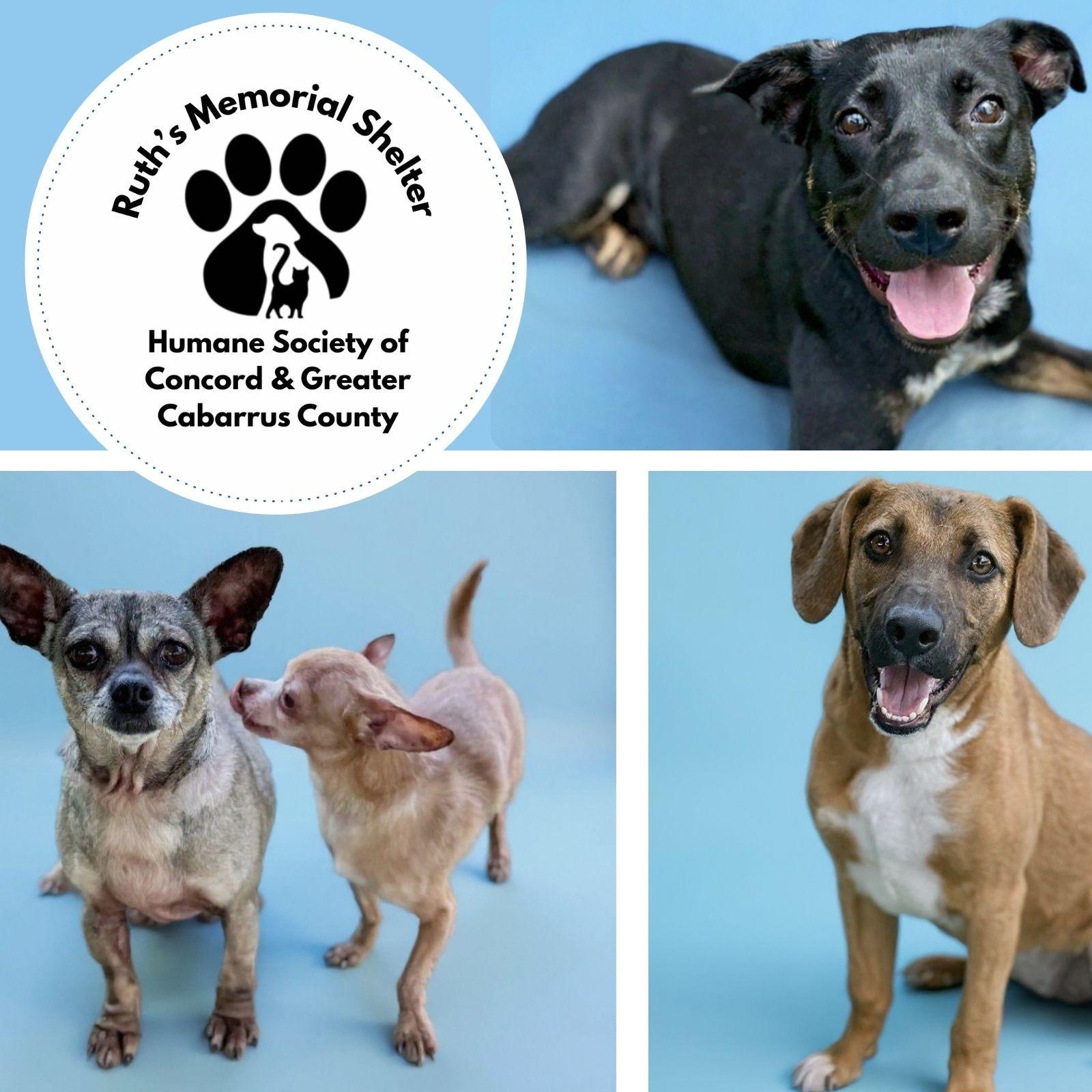 View our Available Dogs, ADOPTABLE, Puppy Female Mixed Breed.