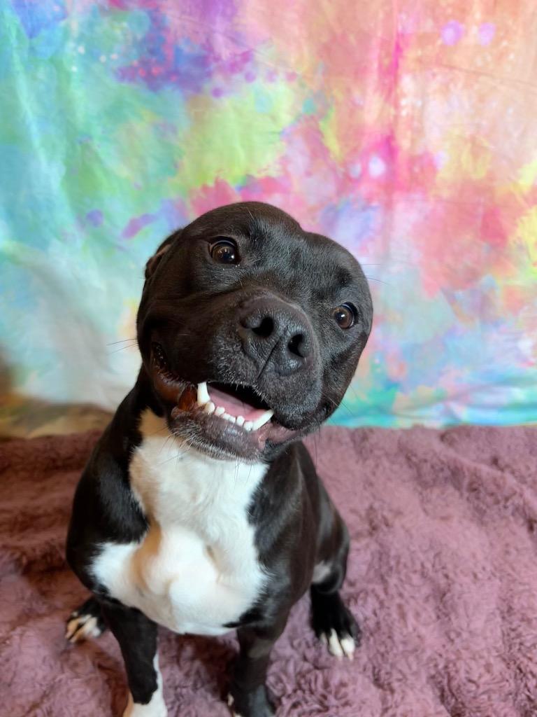 FLOWER, Adoptable, Young Female Terrier.