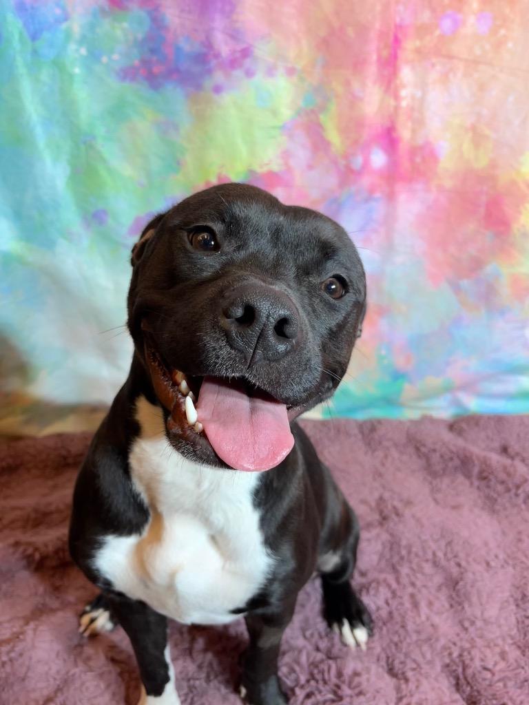 FLOWER, a Adoptable Terrier in Wintersville, OH image 2/6