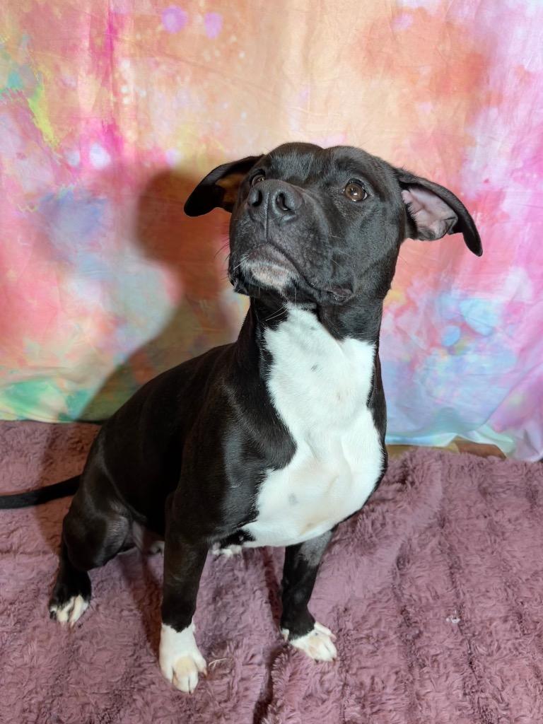 FLOWER, a Adoptable Terrier in Wintersville, OH image 3/6
