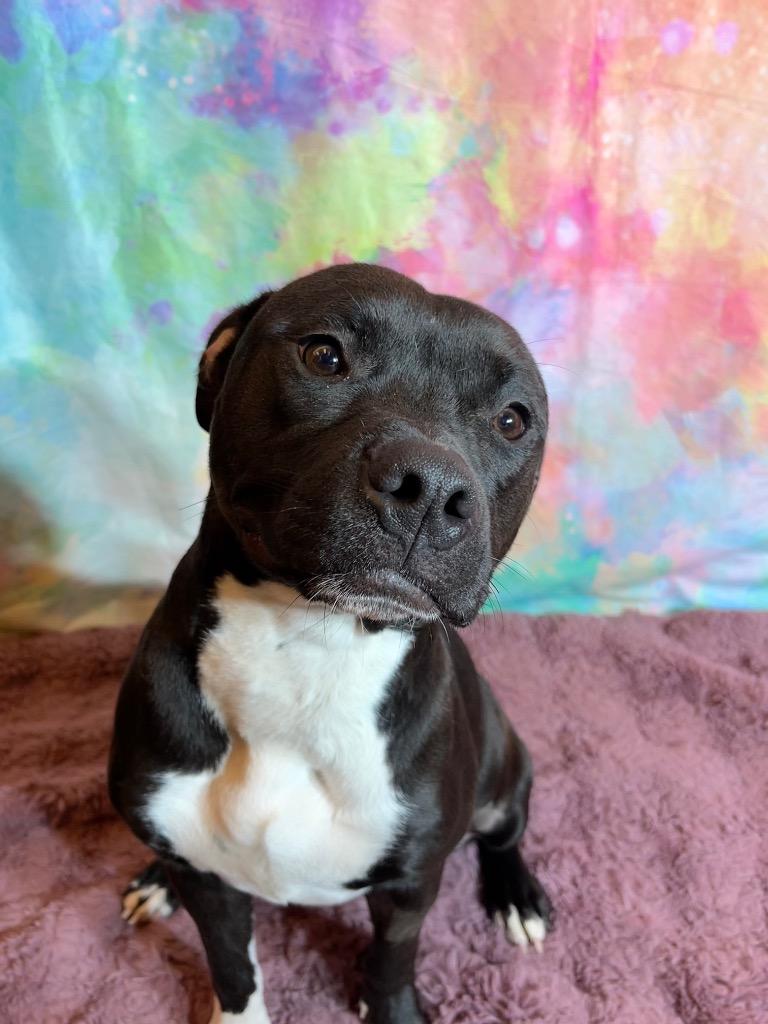 FLOWER, a Adoptable Terrier in Wintersville, OH image 4/6