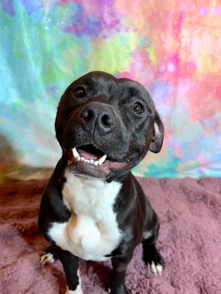 FLOWER, a Adoptable Terrier in Wintersville, OH image 5/6