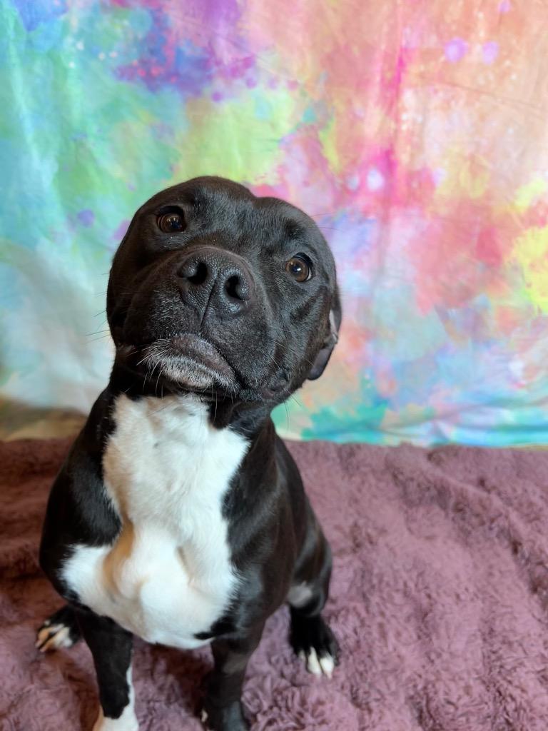 FLOWER, a Adoptable Terrier in Wintersville, OH image 6/6