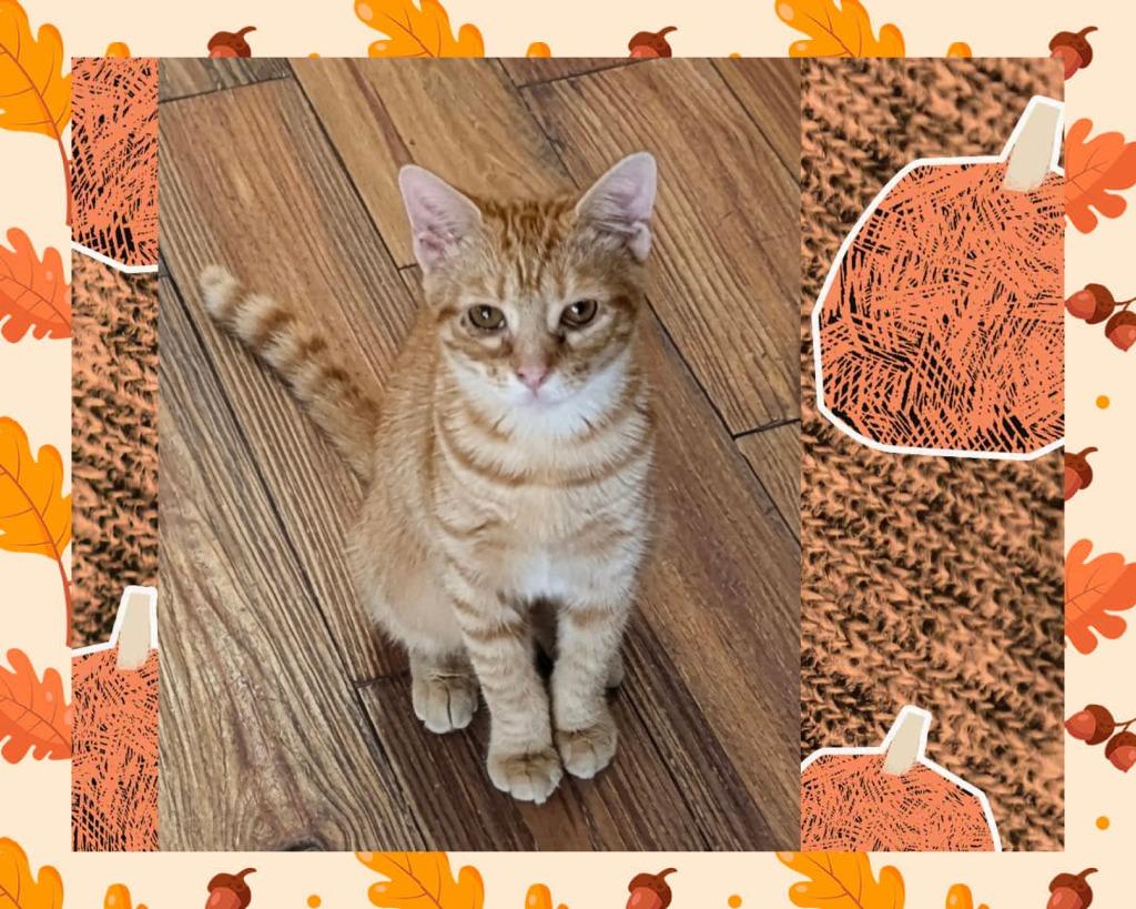 Ellie, Adoptable, Young Female Domestic Short Hair.