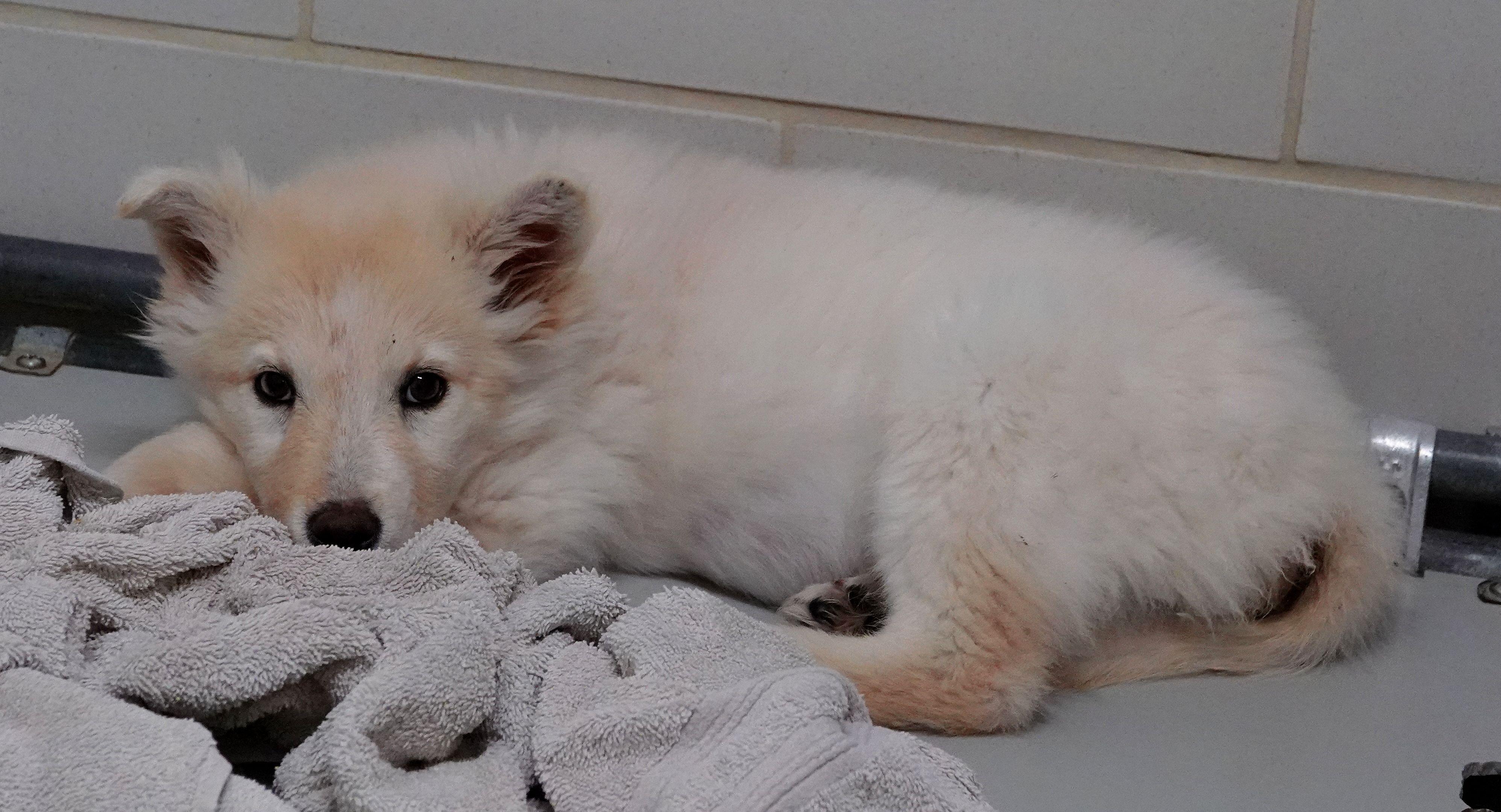 Ruby - UPDATED INFO, Adoptable, Puppy Female American Eskimo Dog.