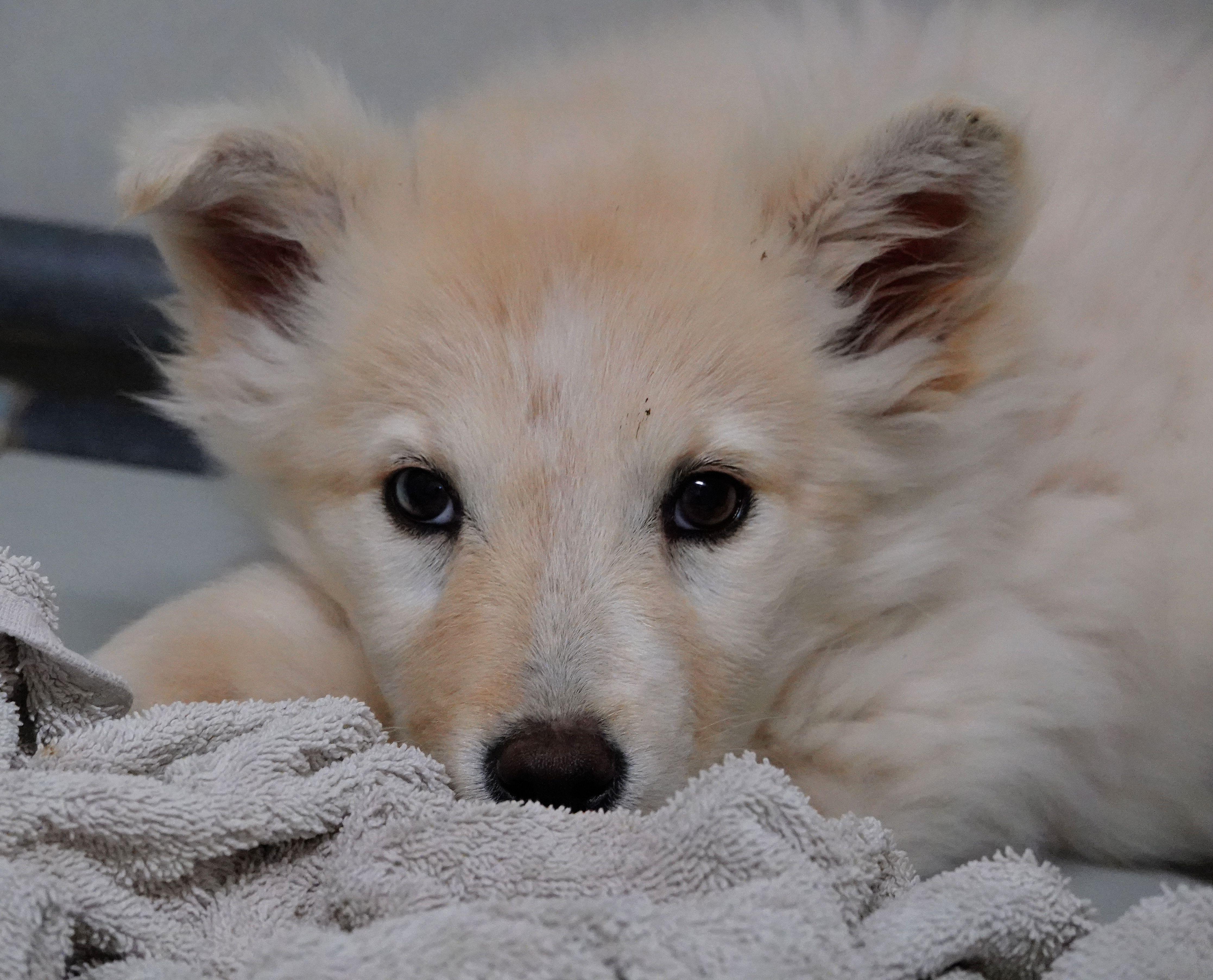 Enlarge Ruby - UPDATED INFO, a Adoptable mixed breed in Millfield, OH image 2/2