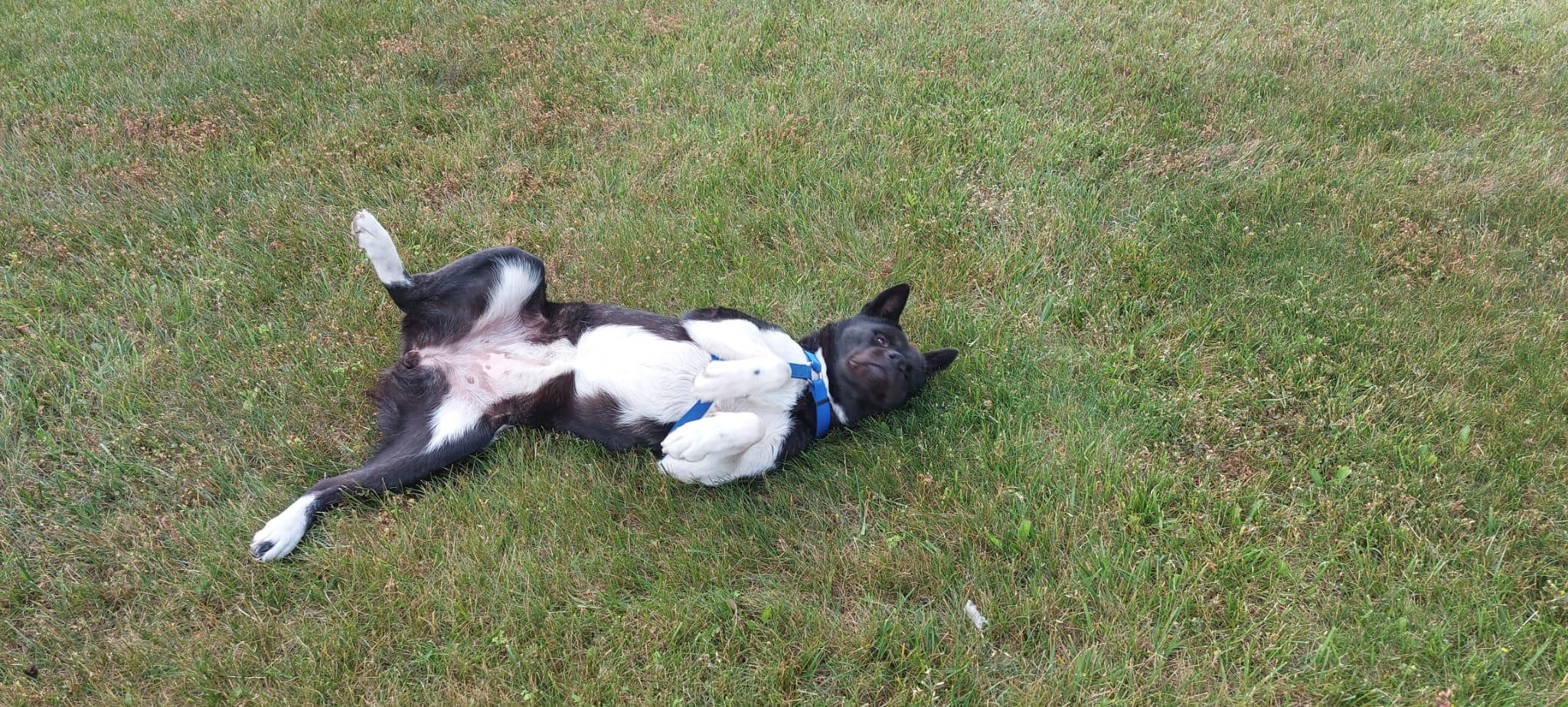 Enlarge Aika. Needs new home ASAP, a Adopted Japanese Akita  in Hauppauge, NY image 3/4