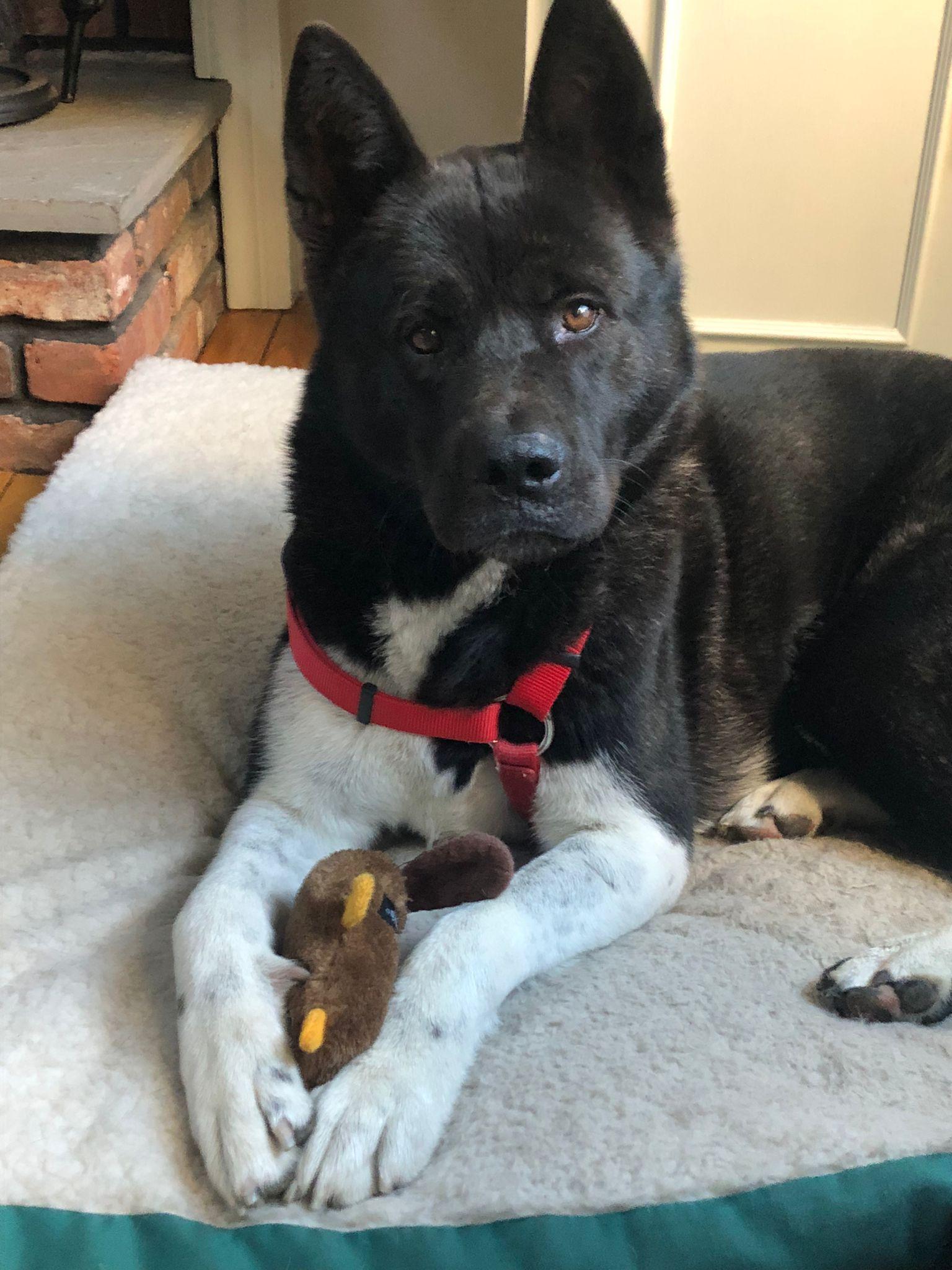 Enlarge Aika. Needs new home ASAP, a Adopted Japanese Akita  in Hauppauge, NY image 1/4