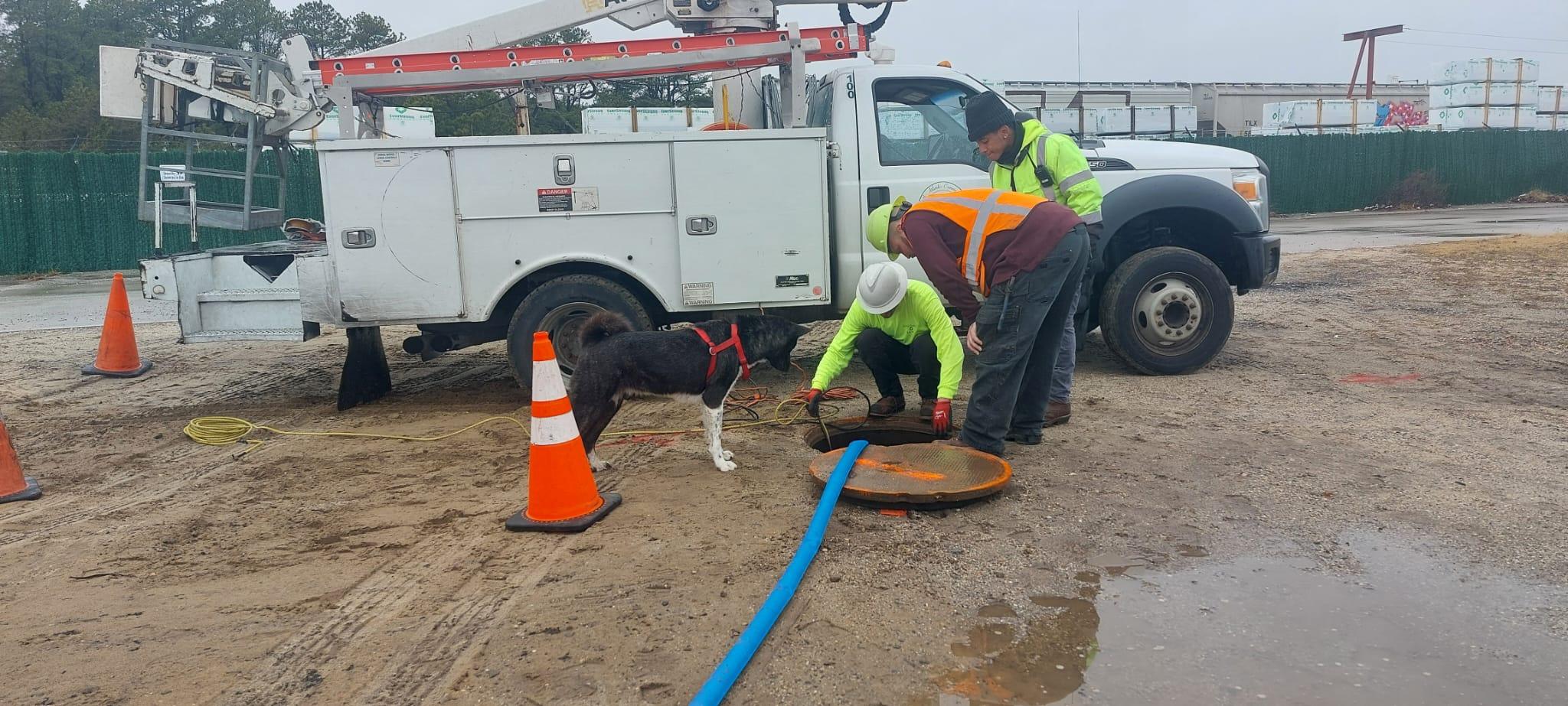 Enlarge Aika. Needs new home ASAP, a Adopted Japanese Akita  in Hauppauge, NY image 4/4