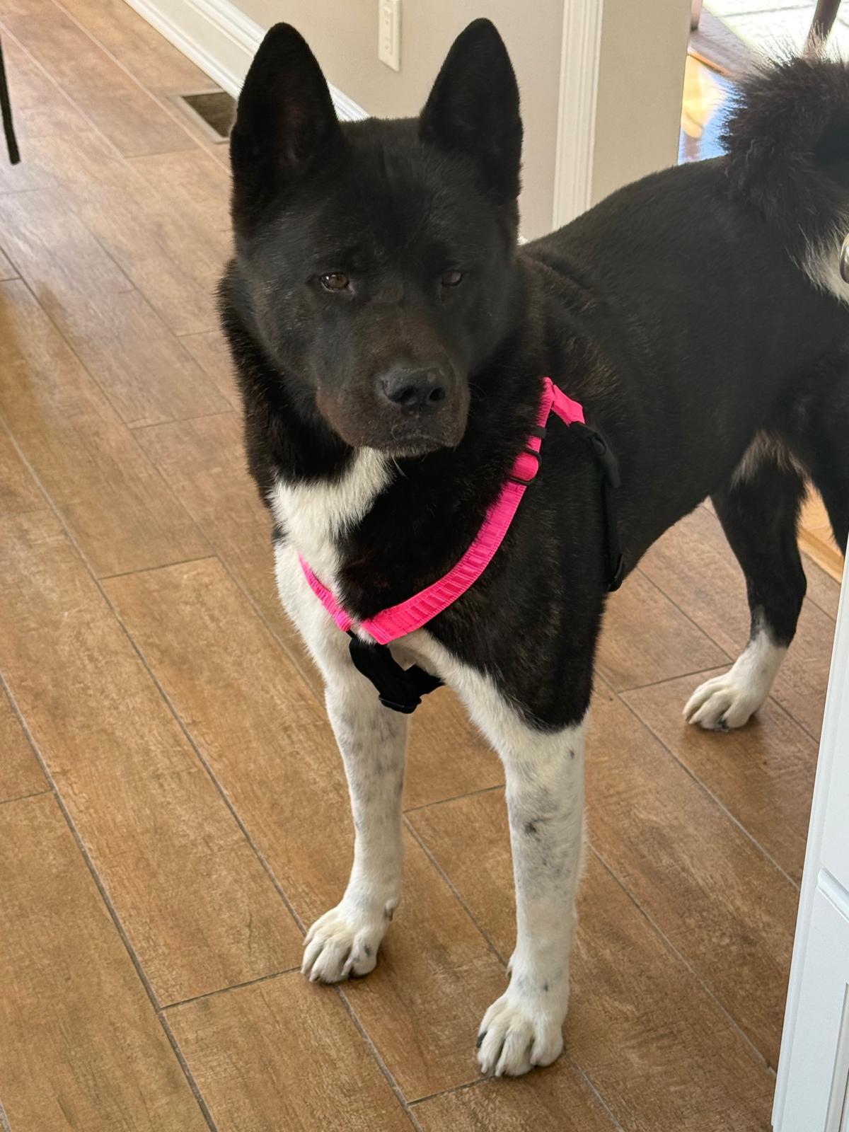 Enlarge Aika. Needs new home ASAP, a Adopted Japanese Akita  in Hauppauge, NY image 2/4