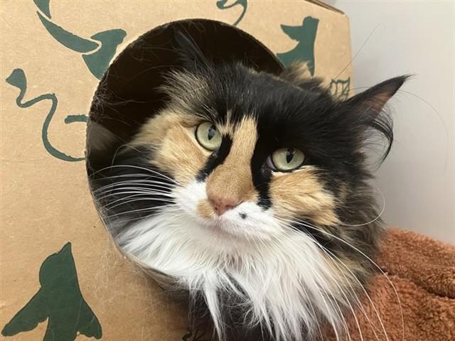 Enlarge CALI, a Adoptable Domestic Long Hair in Saint Louis, MO image 1/1