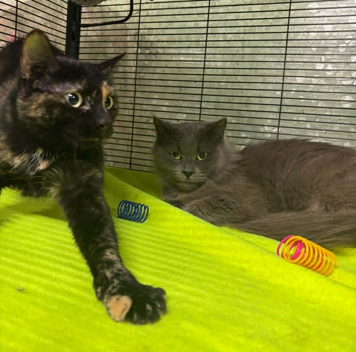 Enlarge AMBER, an adopted Domestic Short Hair in Tillsonburg, ON image 1/1